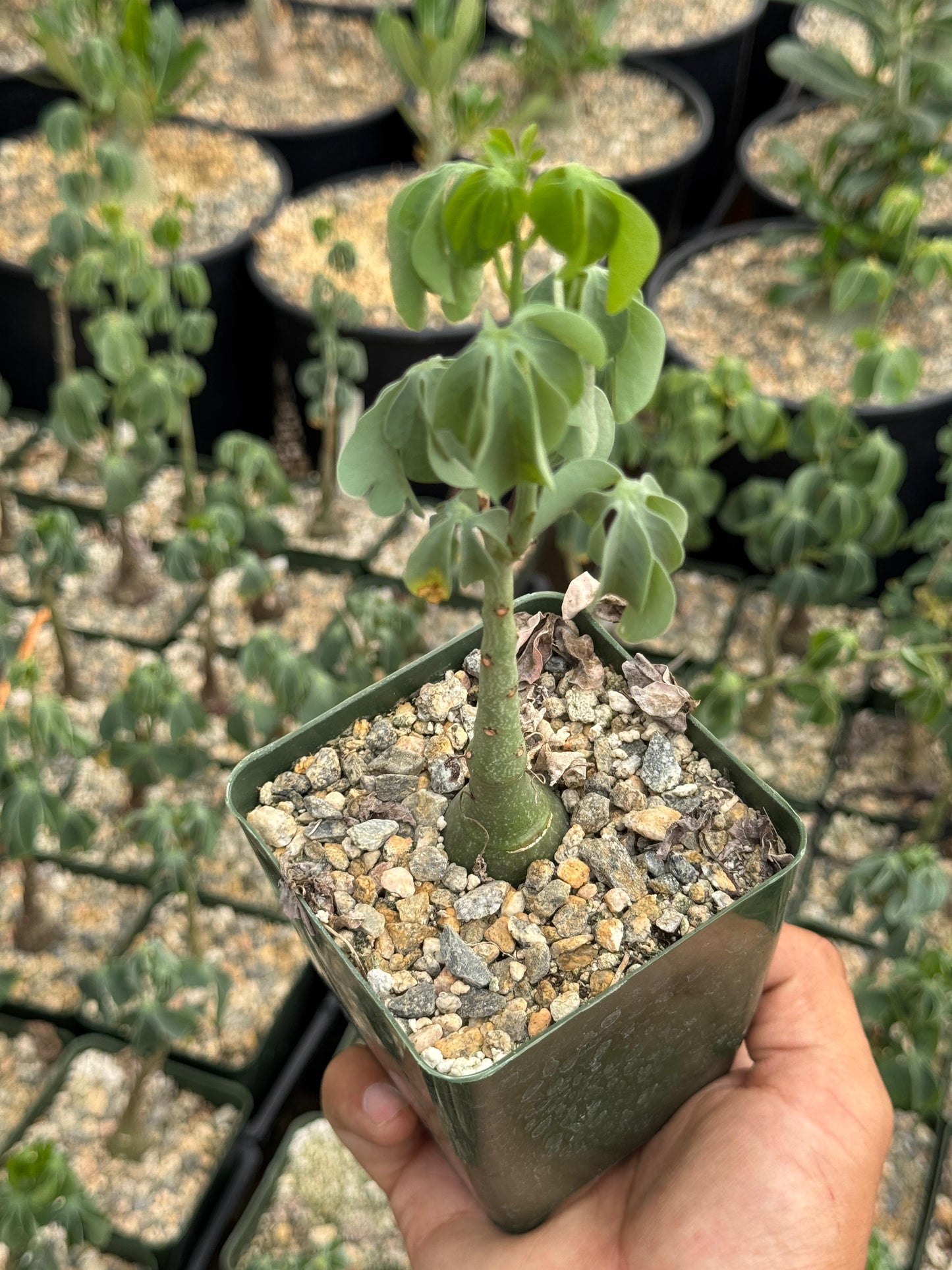 Adenia glauca 4” (M)