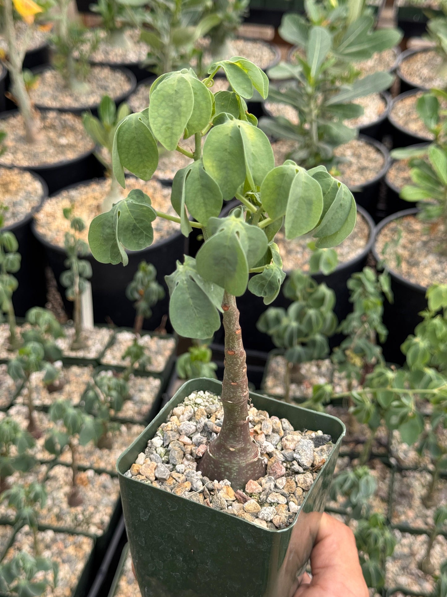 Adenia glauca 4” (M)