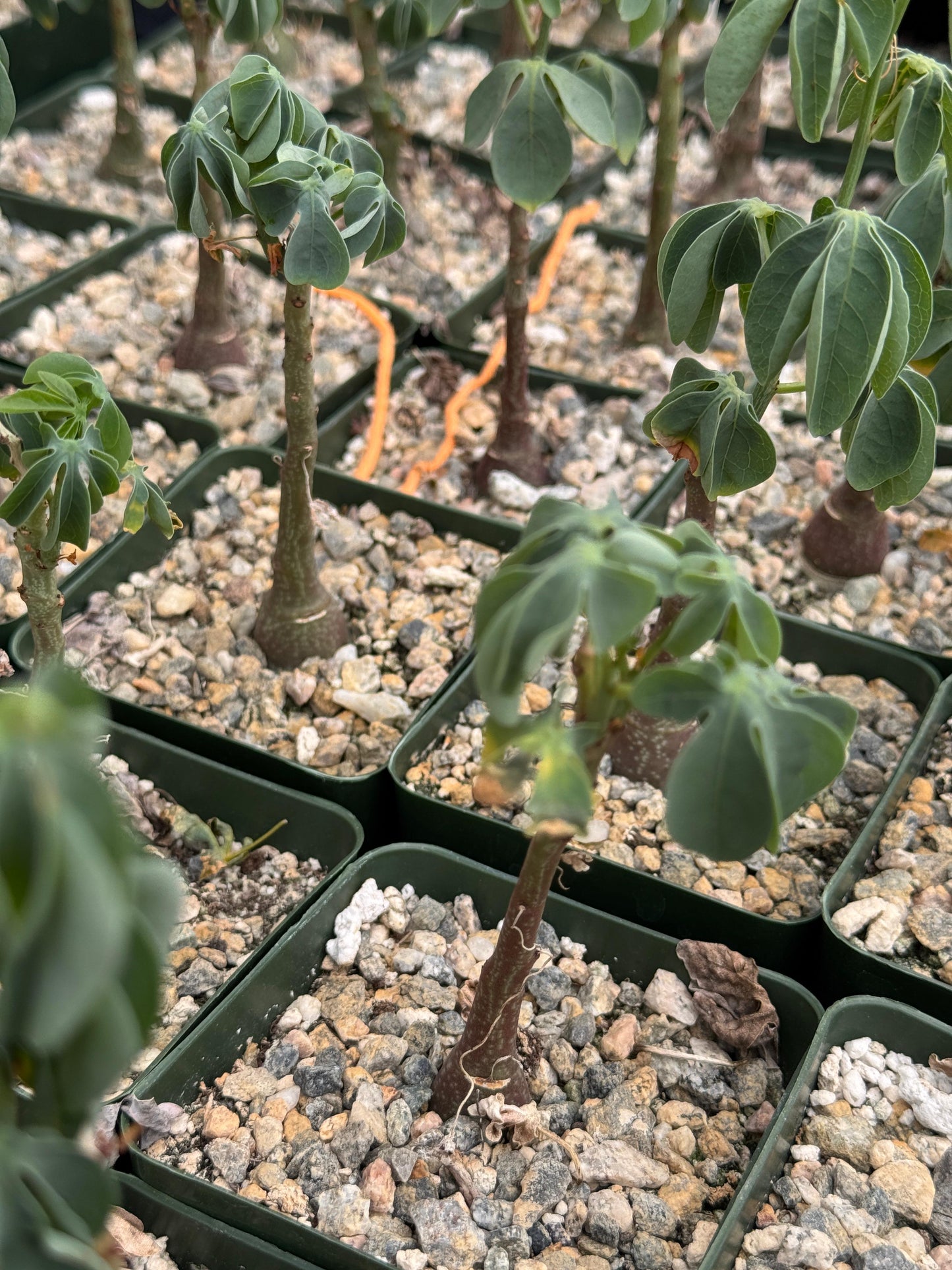 Adenia glauca 4” (M)