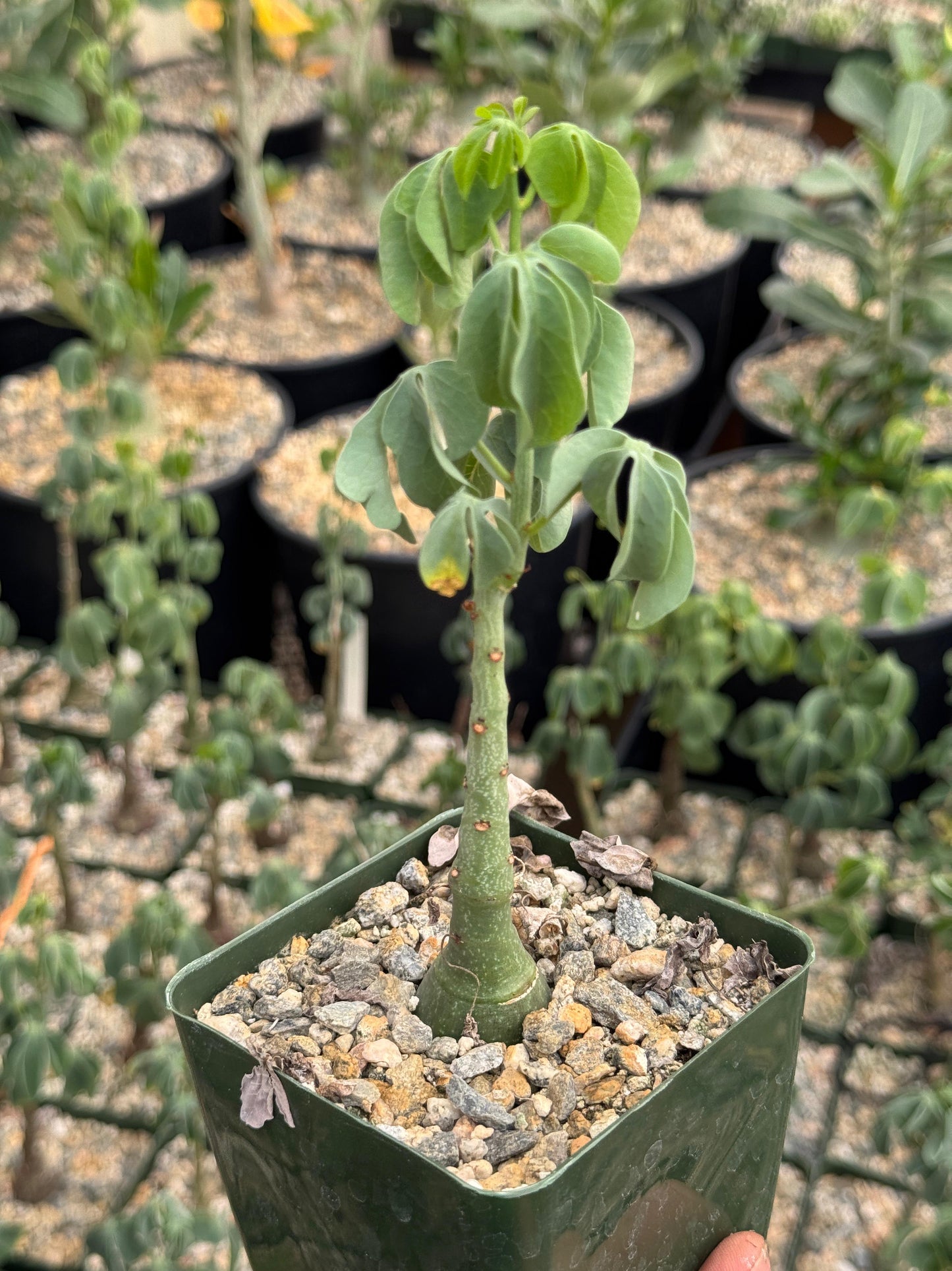 Adenia glauca 4” (M)