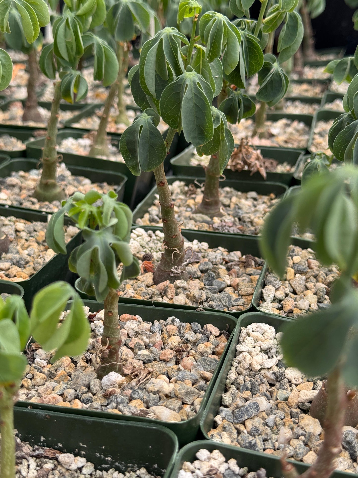 Adenia glauca 4” (M)