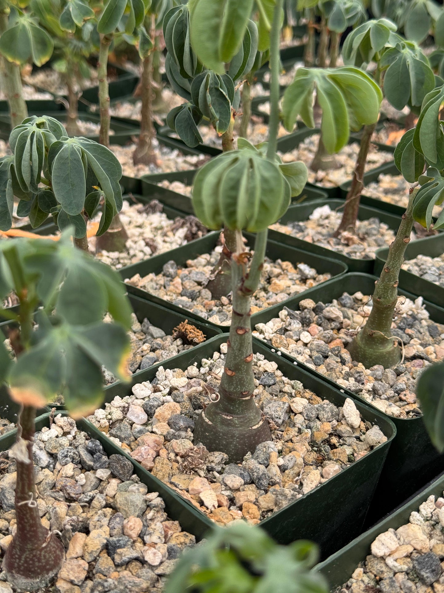 Adenia glauca 4” (M)