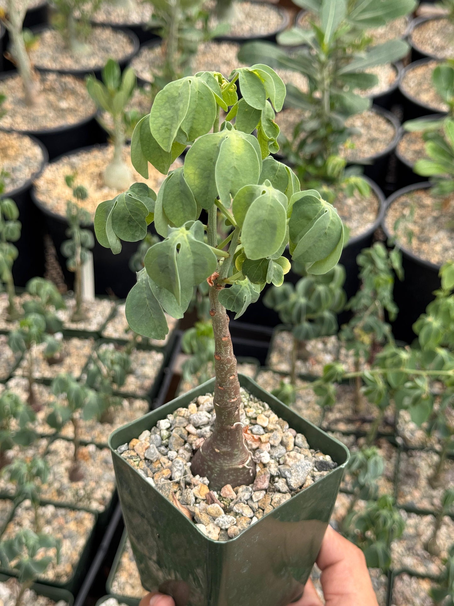 Adenia glauca 4” (M)