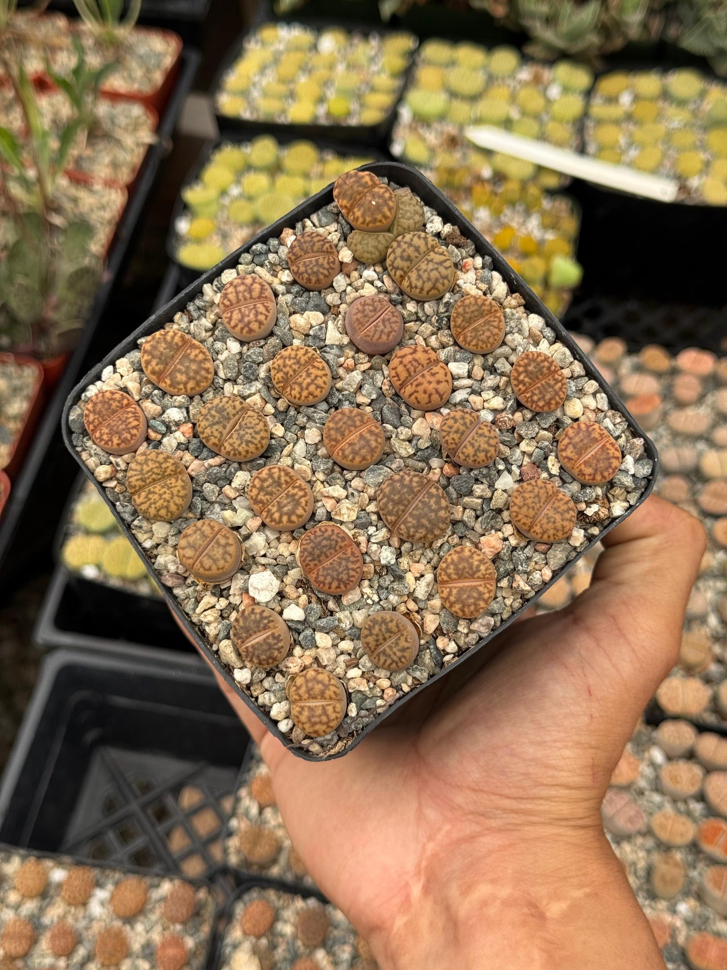 Lithops 25 piezas mix