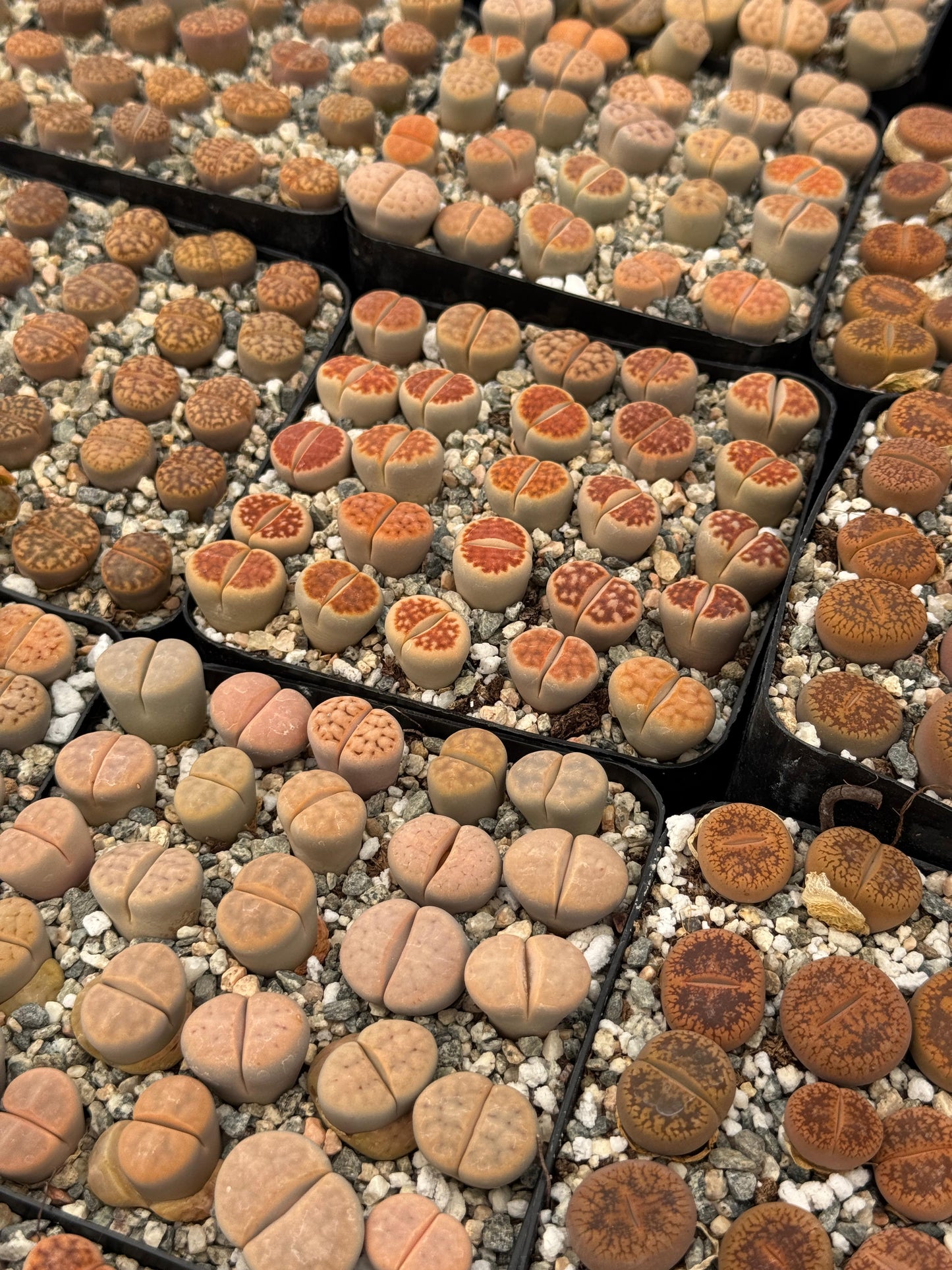 Lithops 25 piezas mix