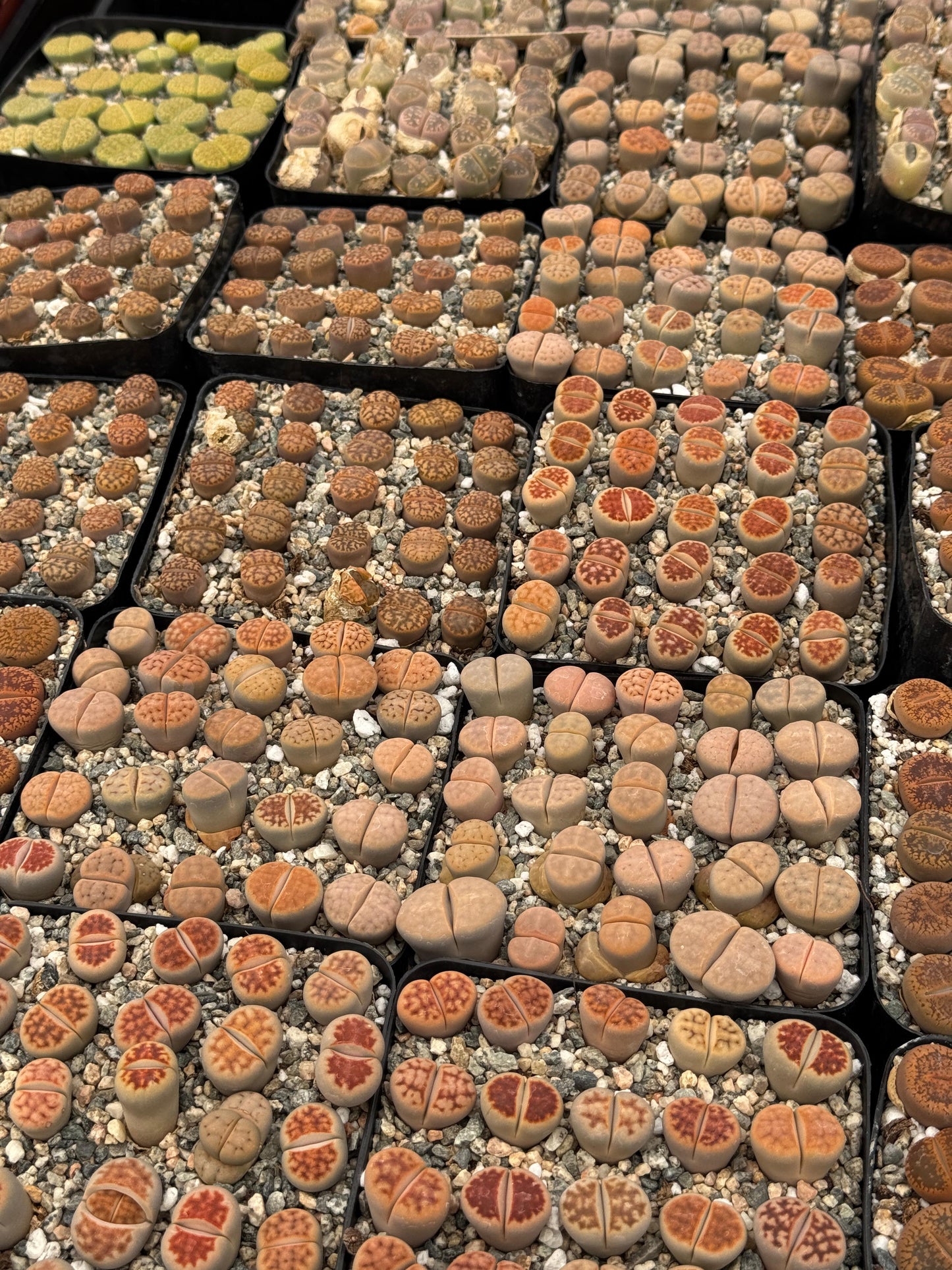 Lithops 25 piezas mix