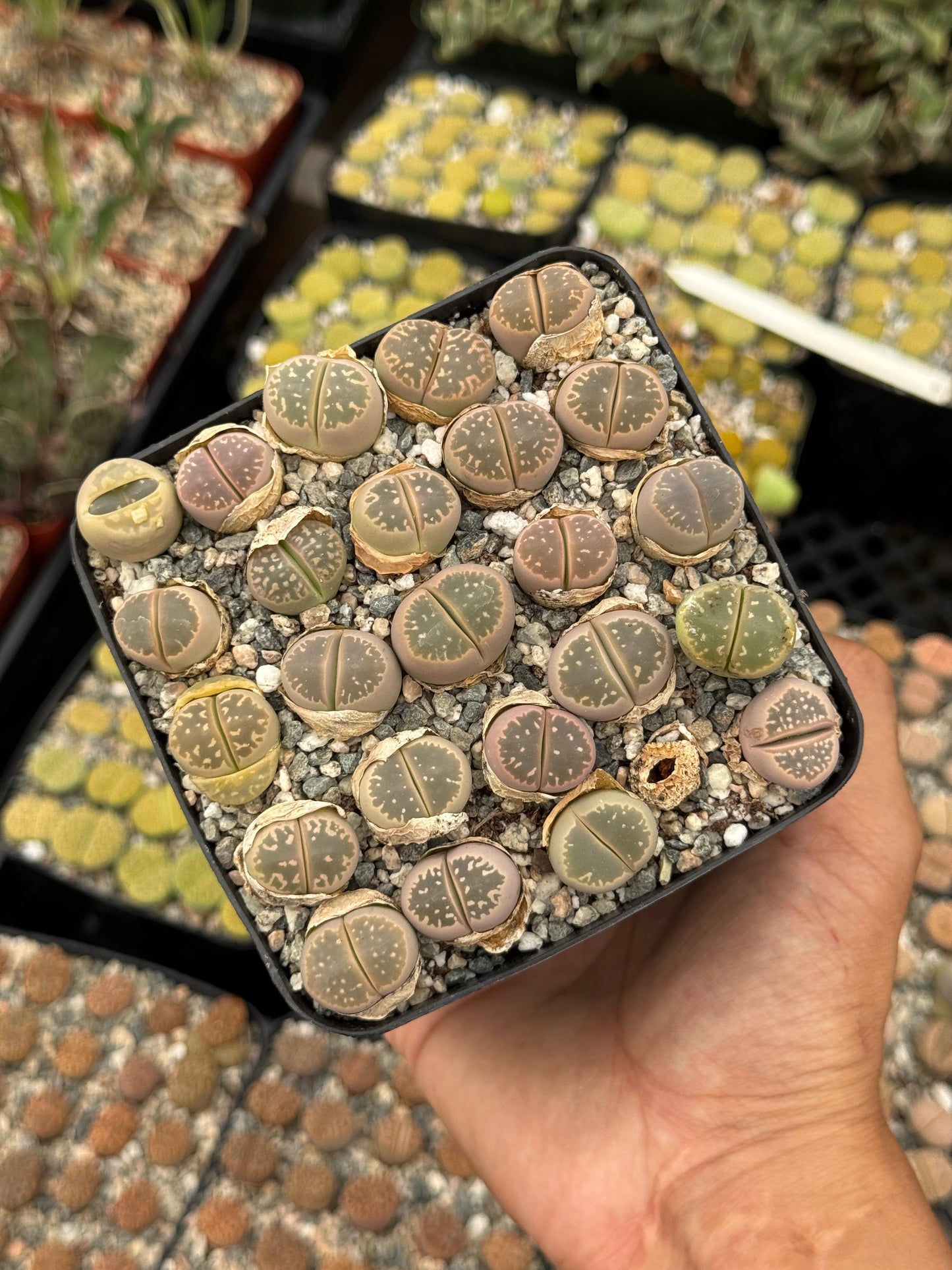 Lithops 25 piezas mix