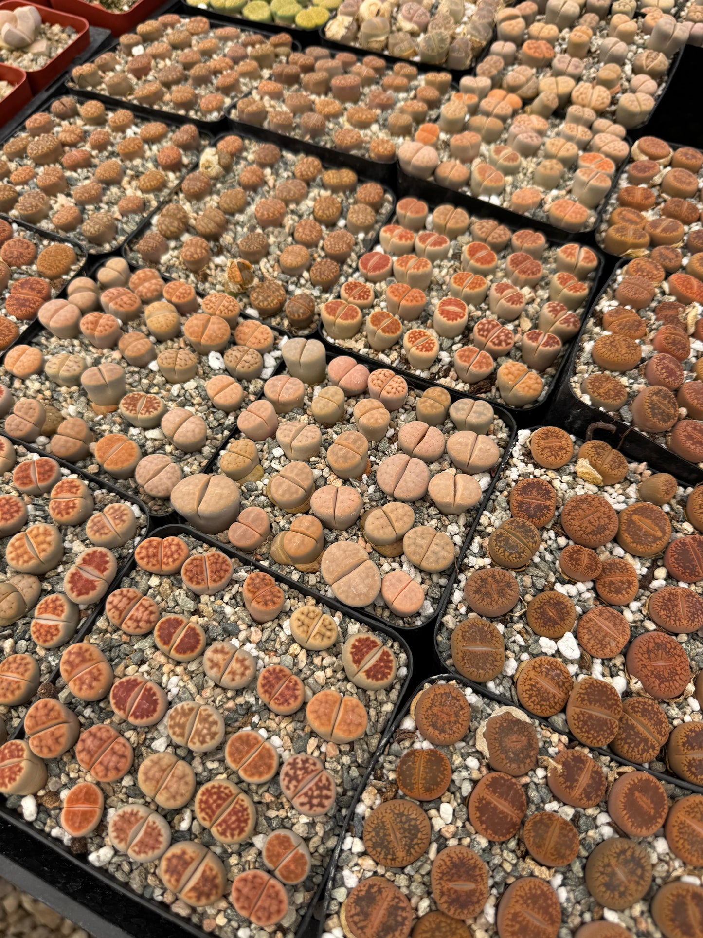Lithops 25 piezas mix