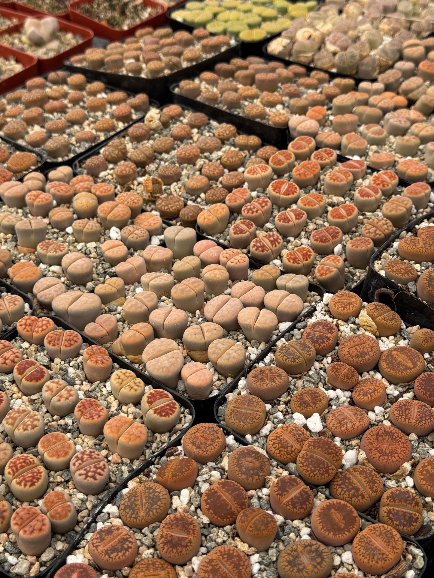 Lithops 25 piezas mix
