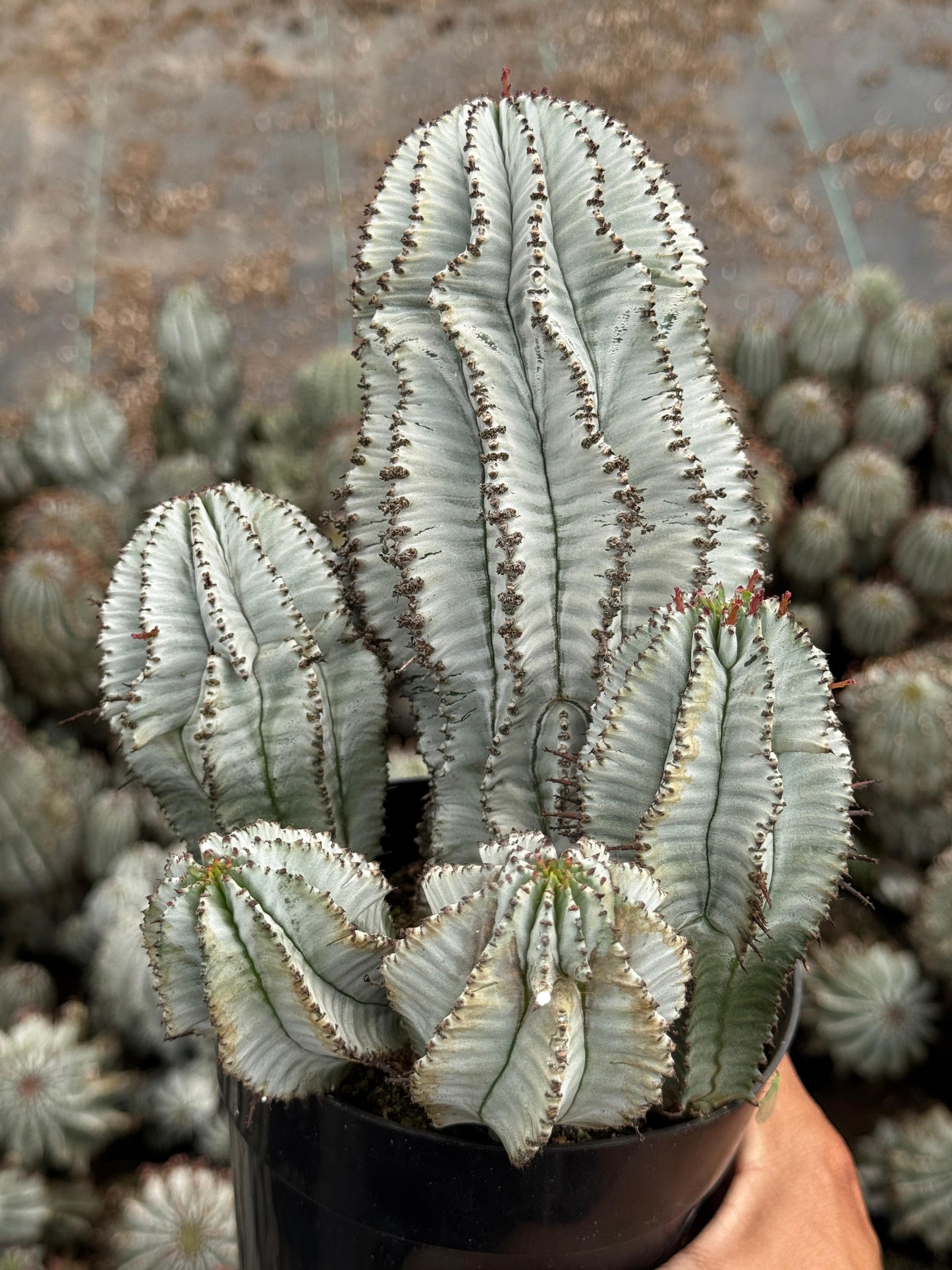 Euphorbia horrida ‘snowflake’ cluster