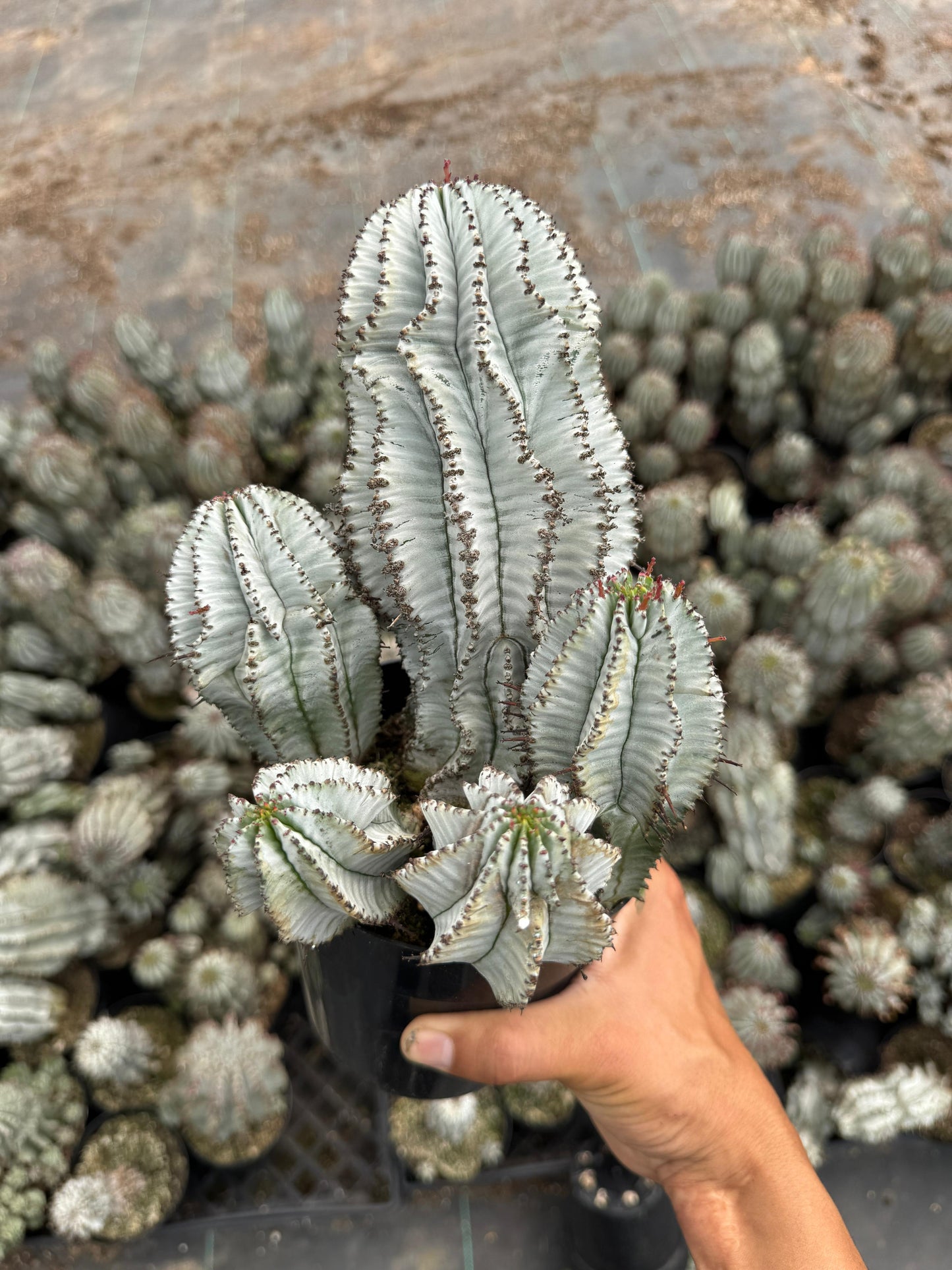 Euphorbia horrida ‘snowflake’ cluster