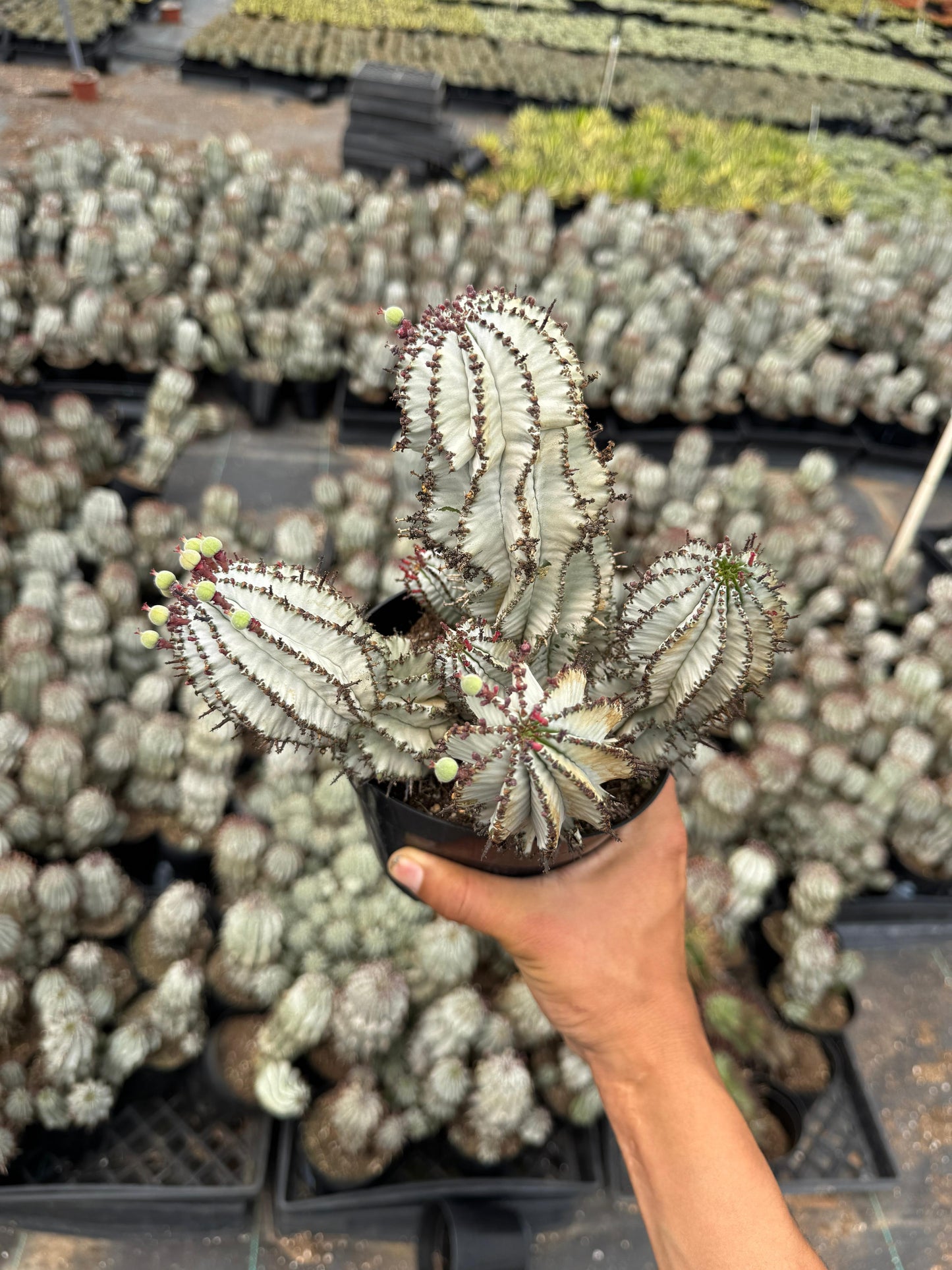 Euphorbia horrida ‘snowflake’ cluster