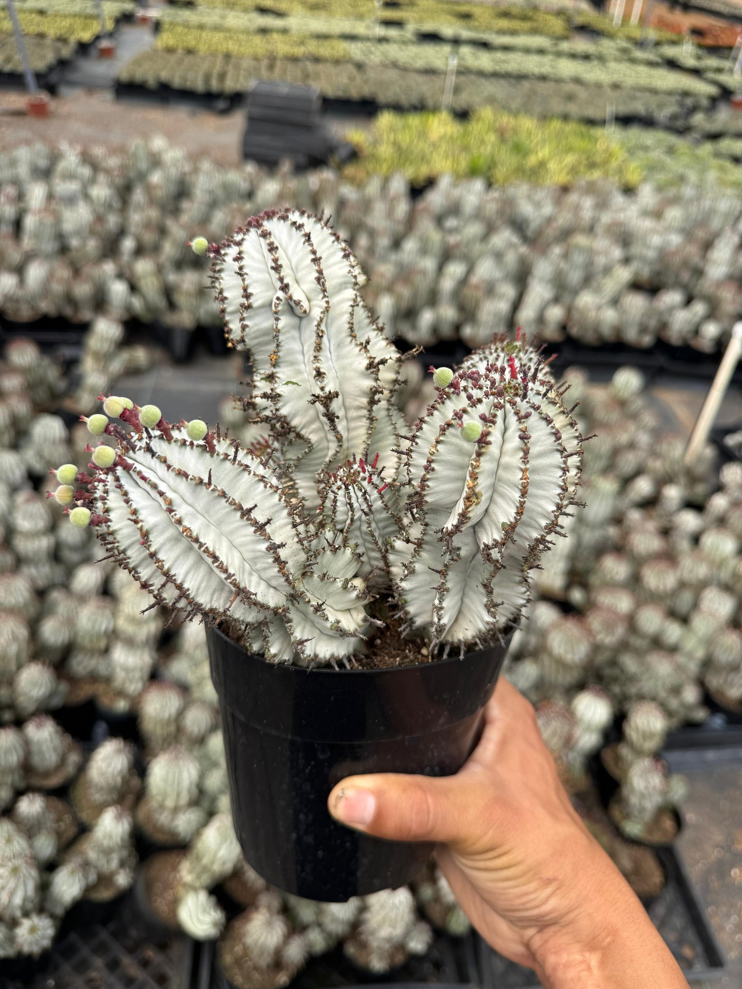 Euphorbia horrida ‘snowflake’ cluster