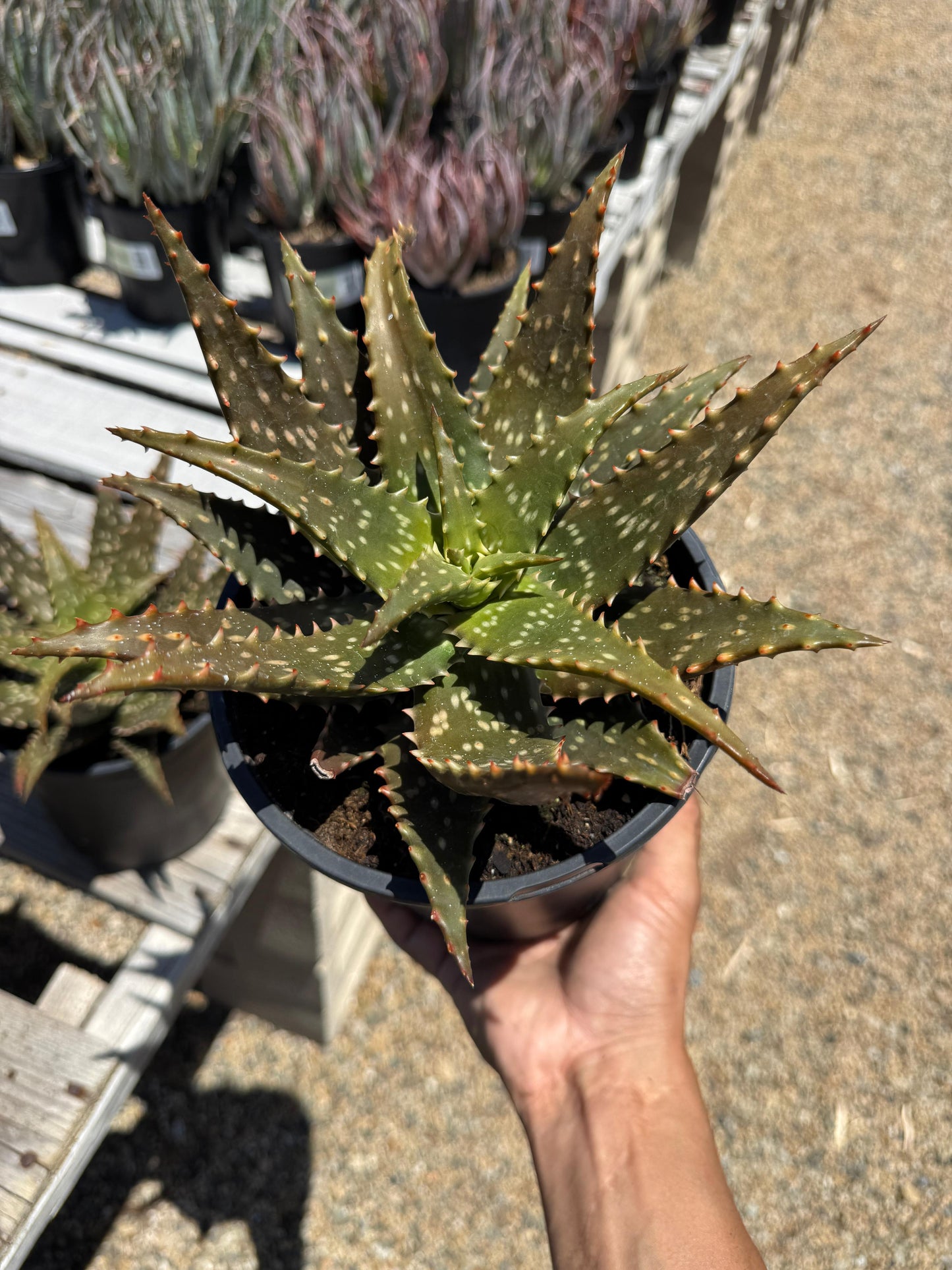 Aloe freckles