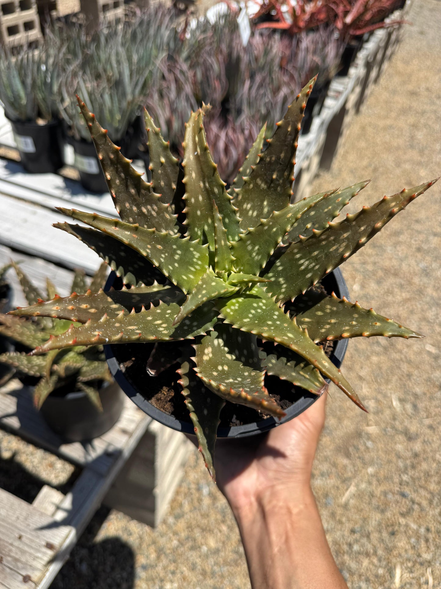 Aloe freckles