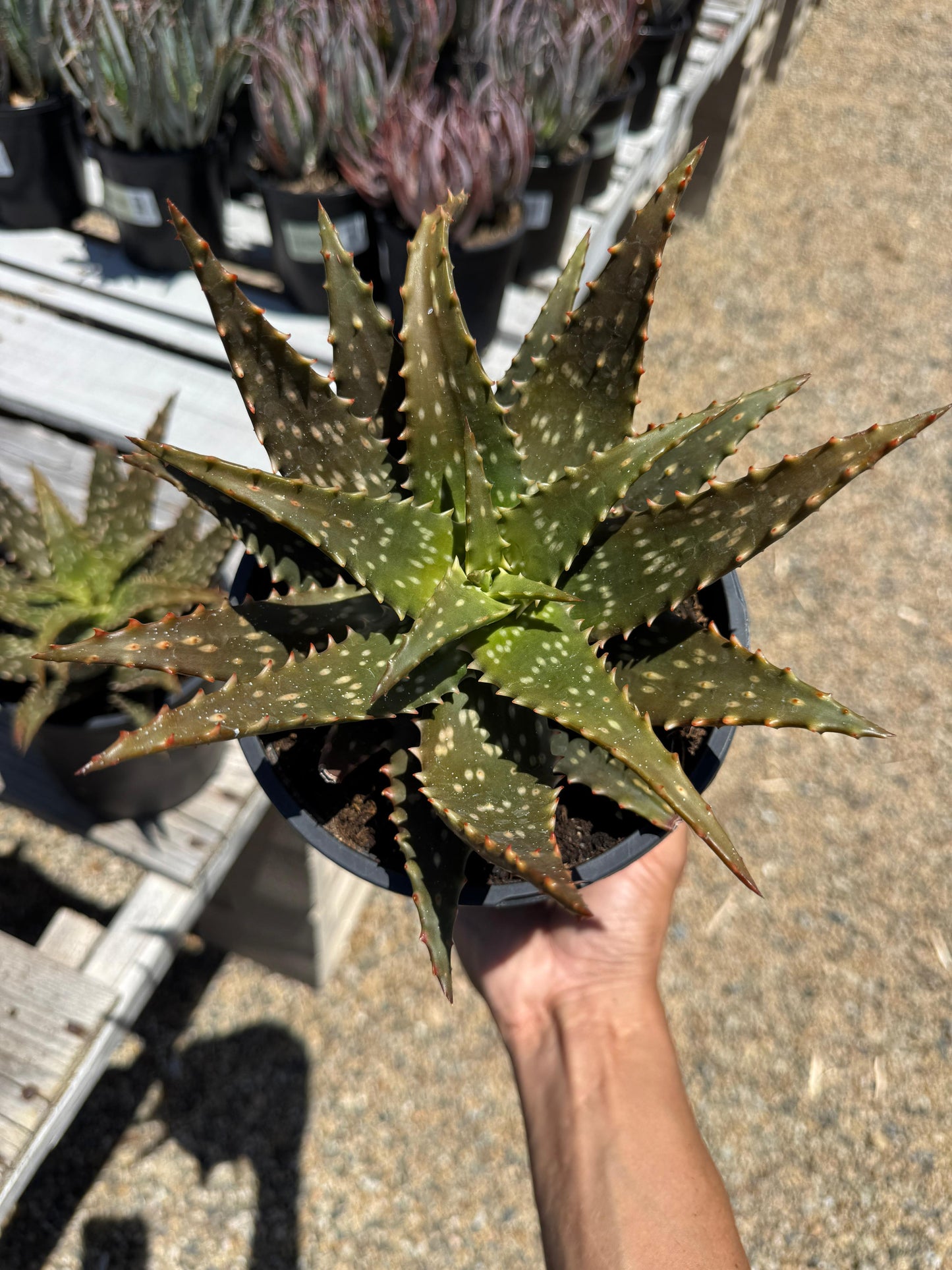 Aloe freckles