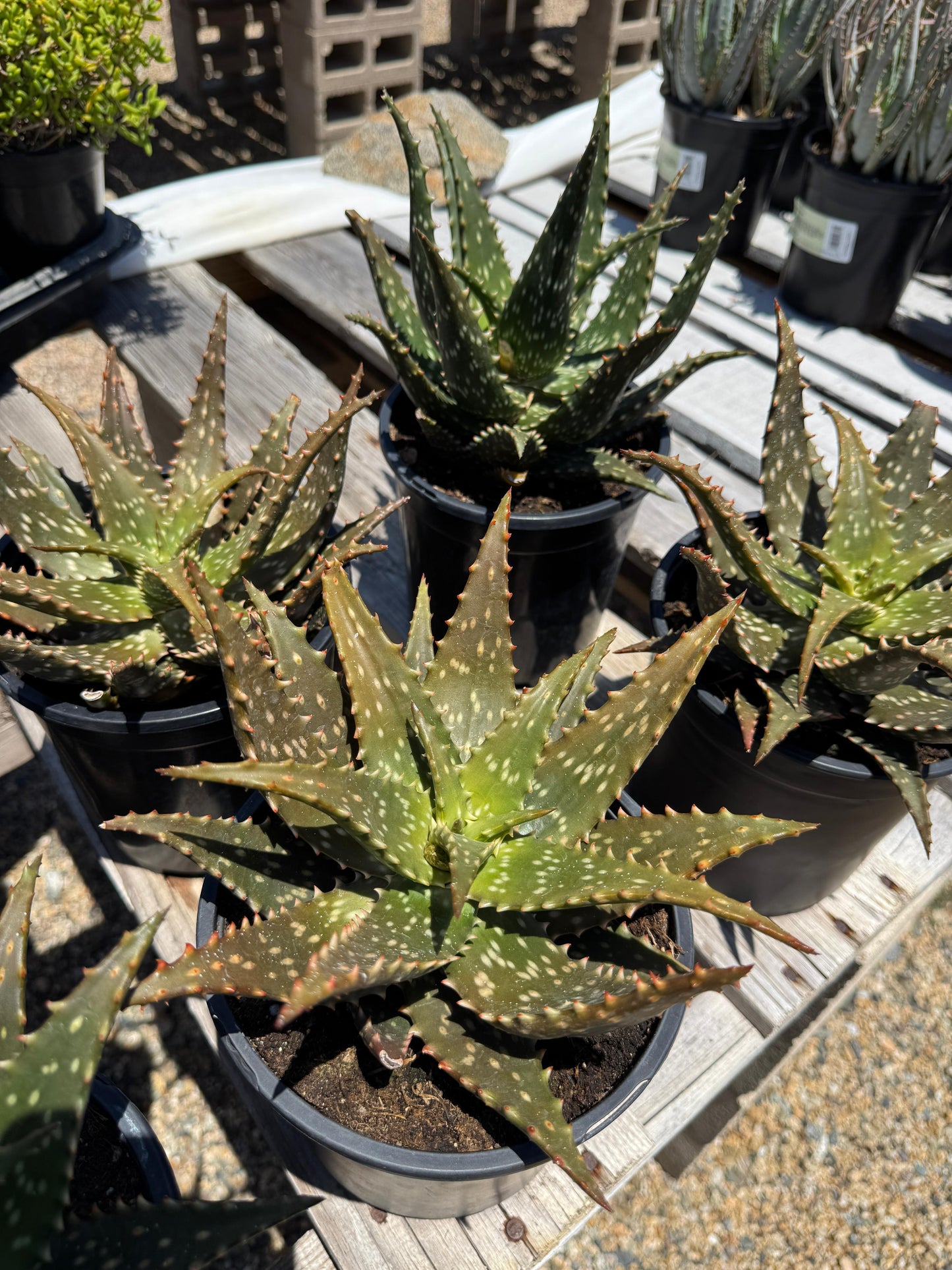 Aloe freckles