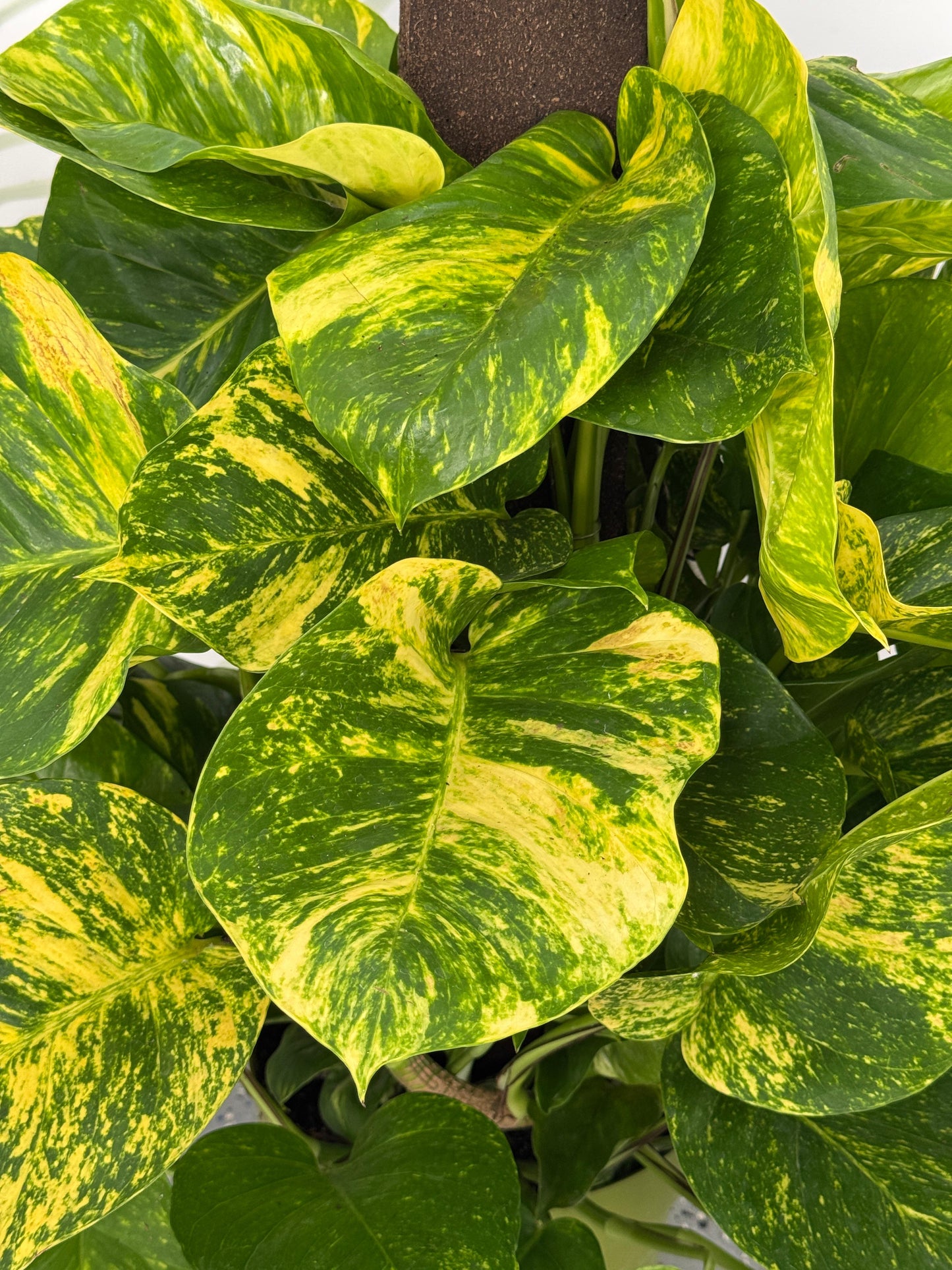 Pothos hawaiano gigante variegado 10”
