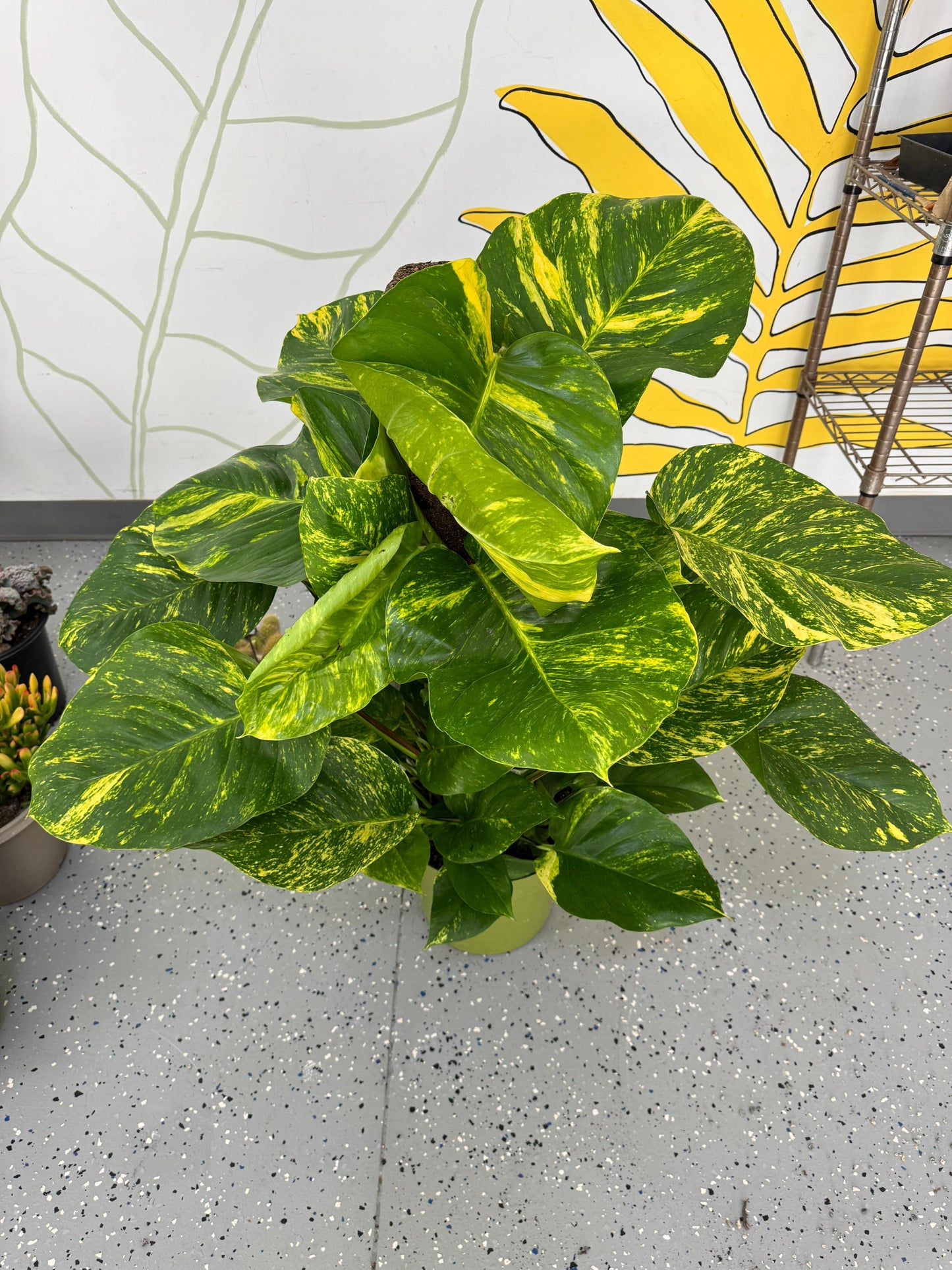 Pothos hawaiano gigante variegado 10”