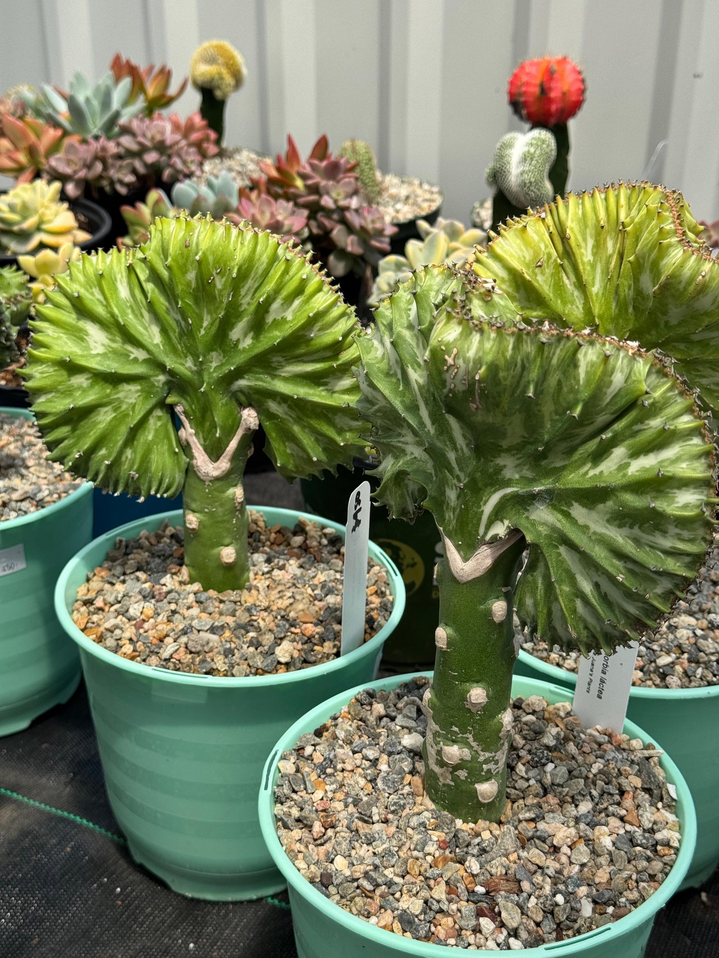 Euphorbia lactea crestada verde