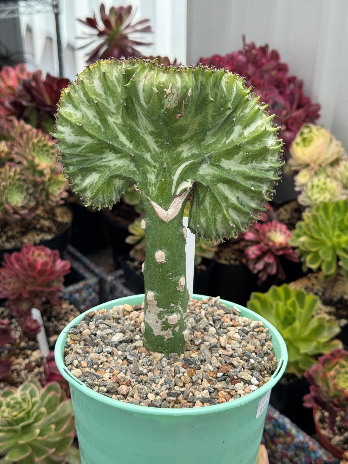 Euphorbia lactea crestada verde