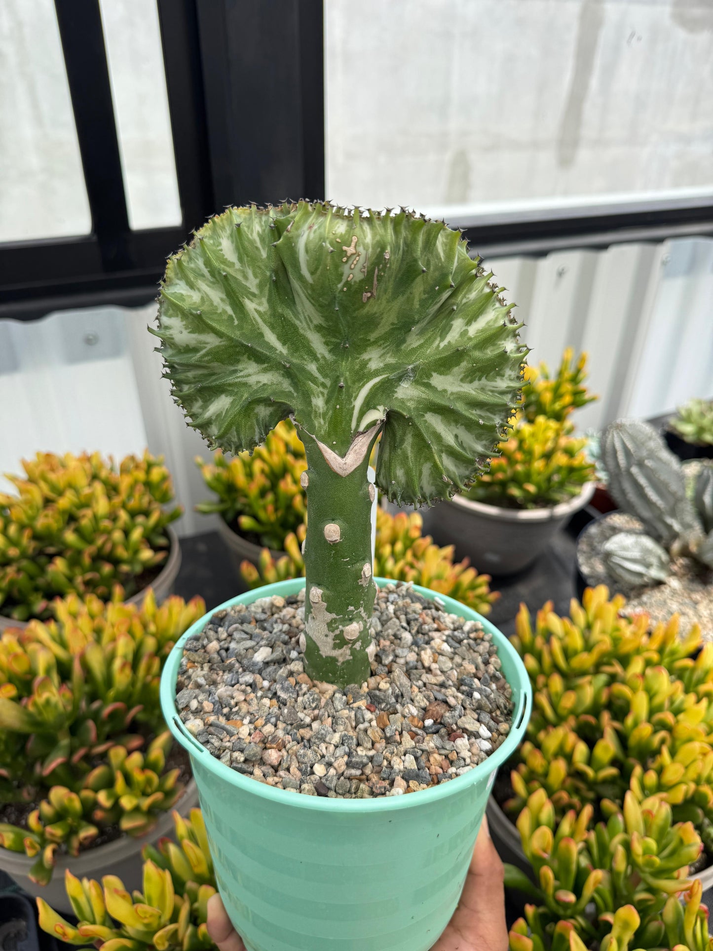 Euphorbia lactea crestada verde