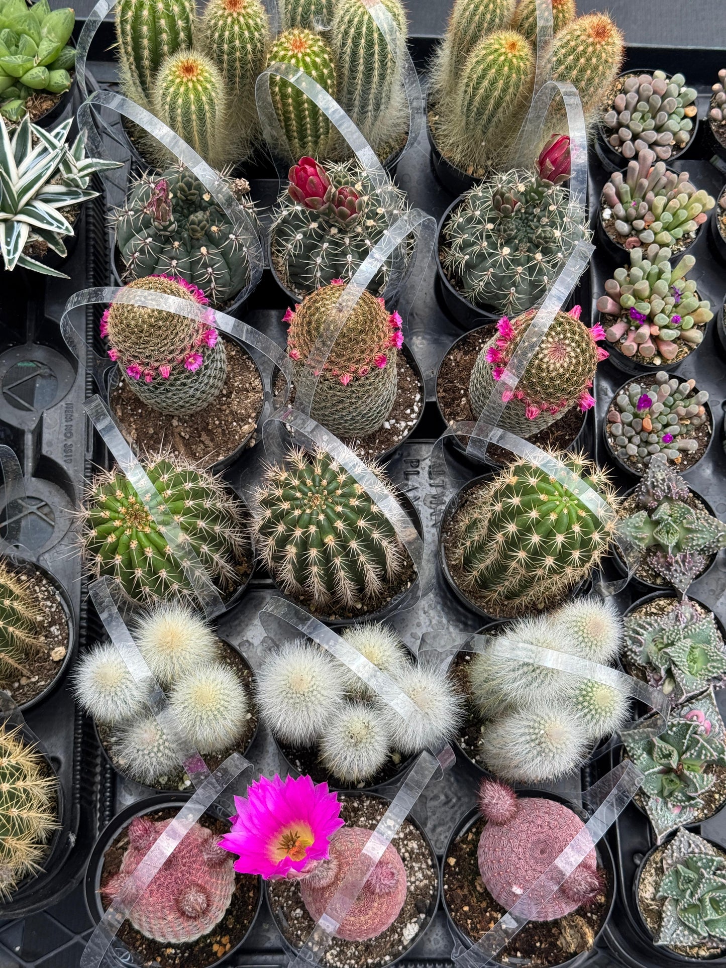 Charola de 18 cactus mix al
