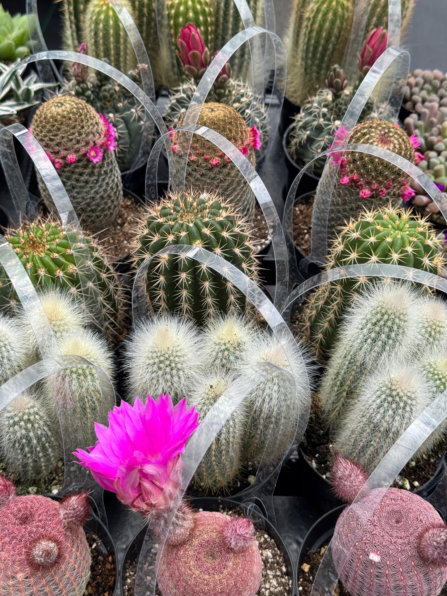 Charola de 18 cactus mix al