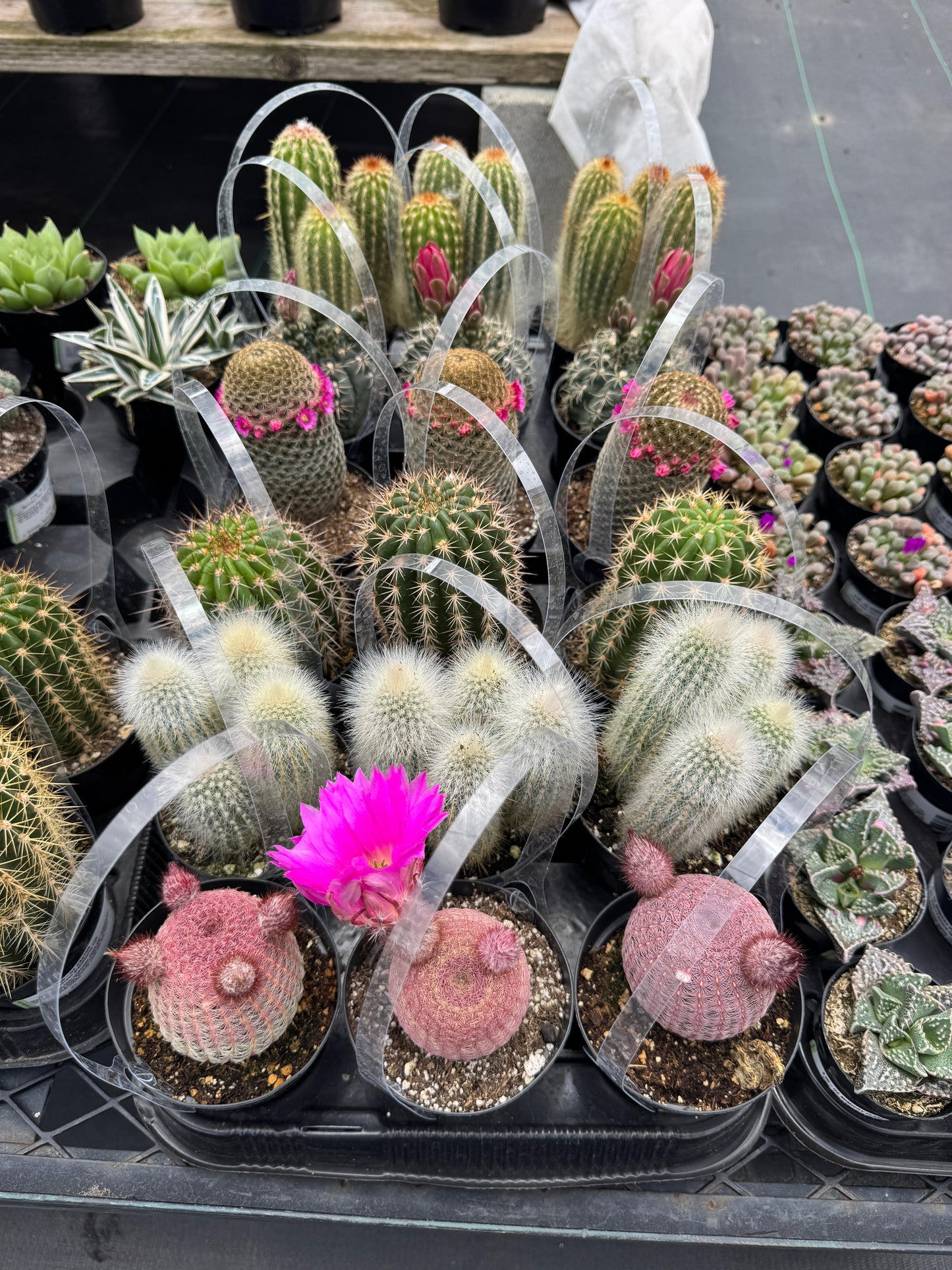 Charola de 18 cactus mix al