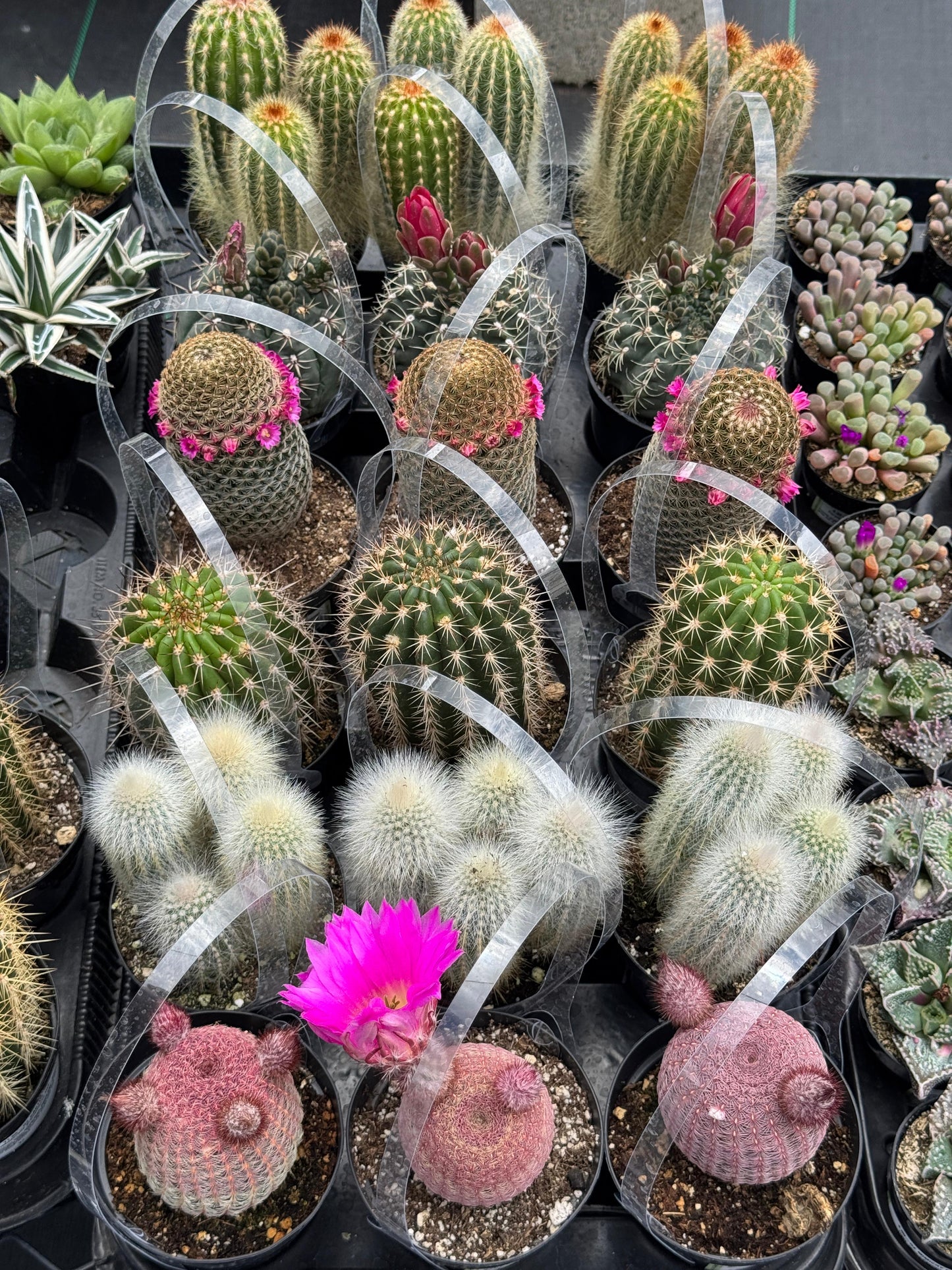 Charola de 18 cactus mix al
