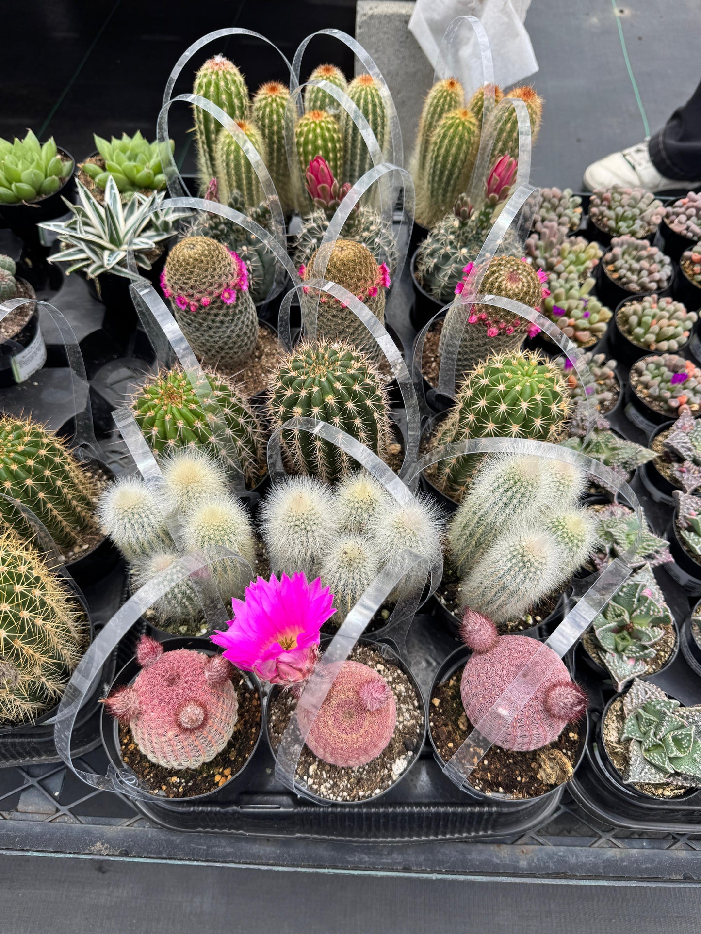 Charola de 18 cactus mix al