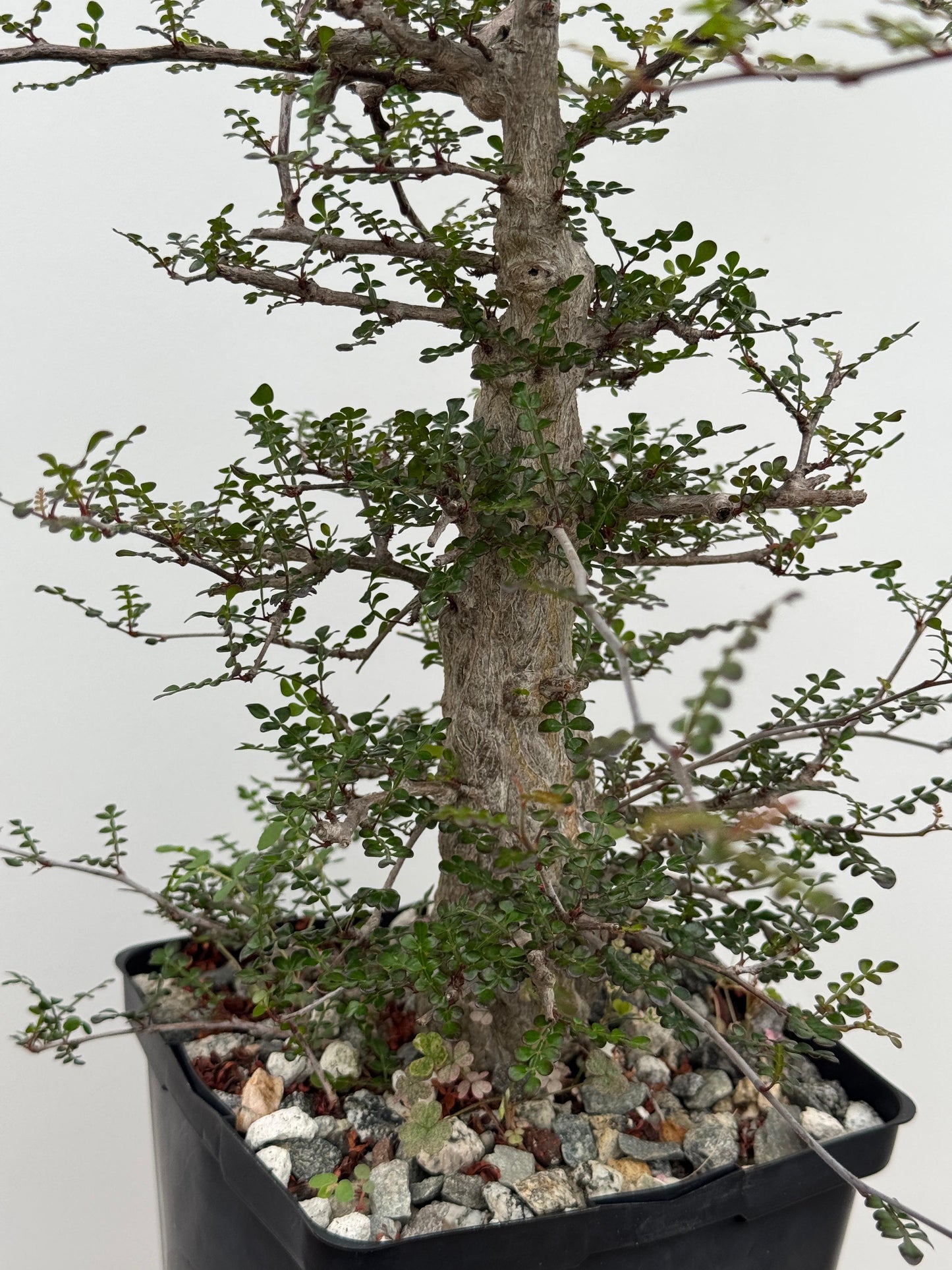 Operculycaria decaryi old (G)