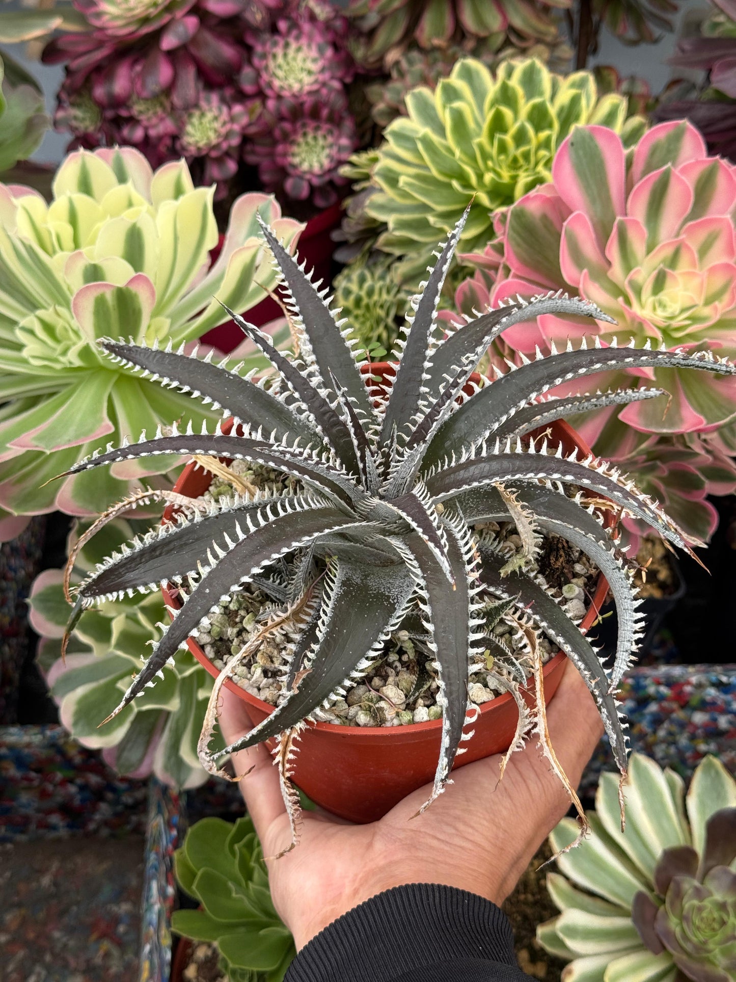 Dyckia ‘Brittle Star’