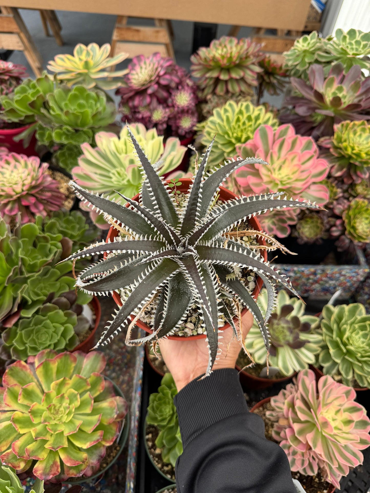 Dyckia ‘Brittle Star’