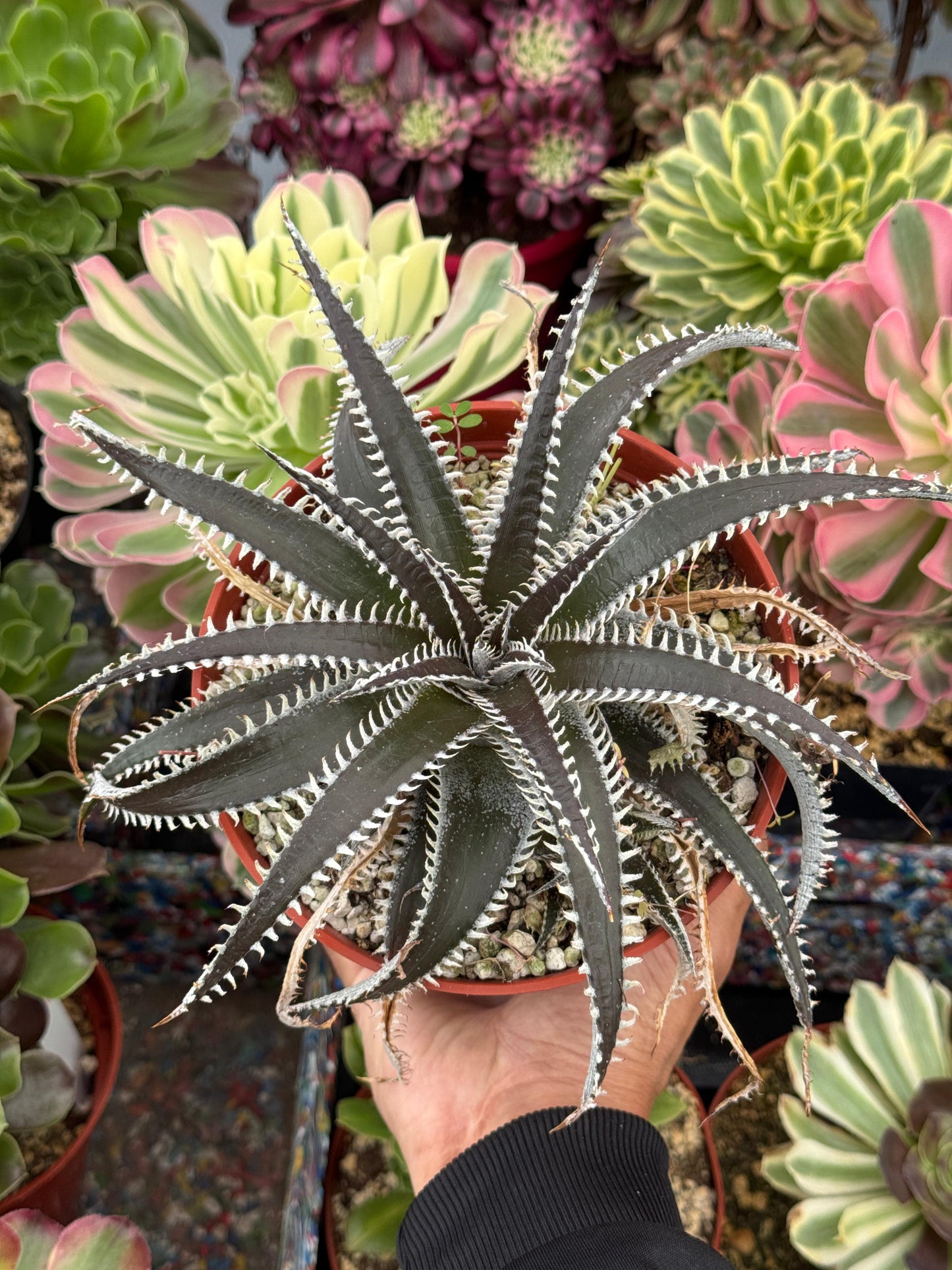 Dyckia ‘Brittle Star’
