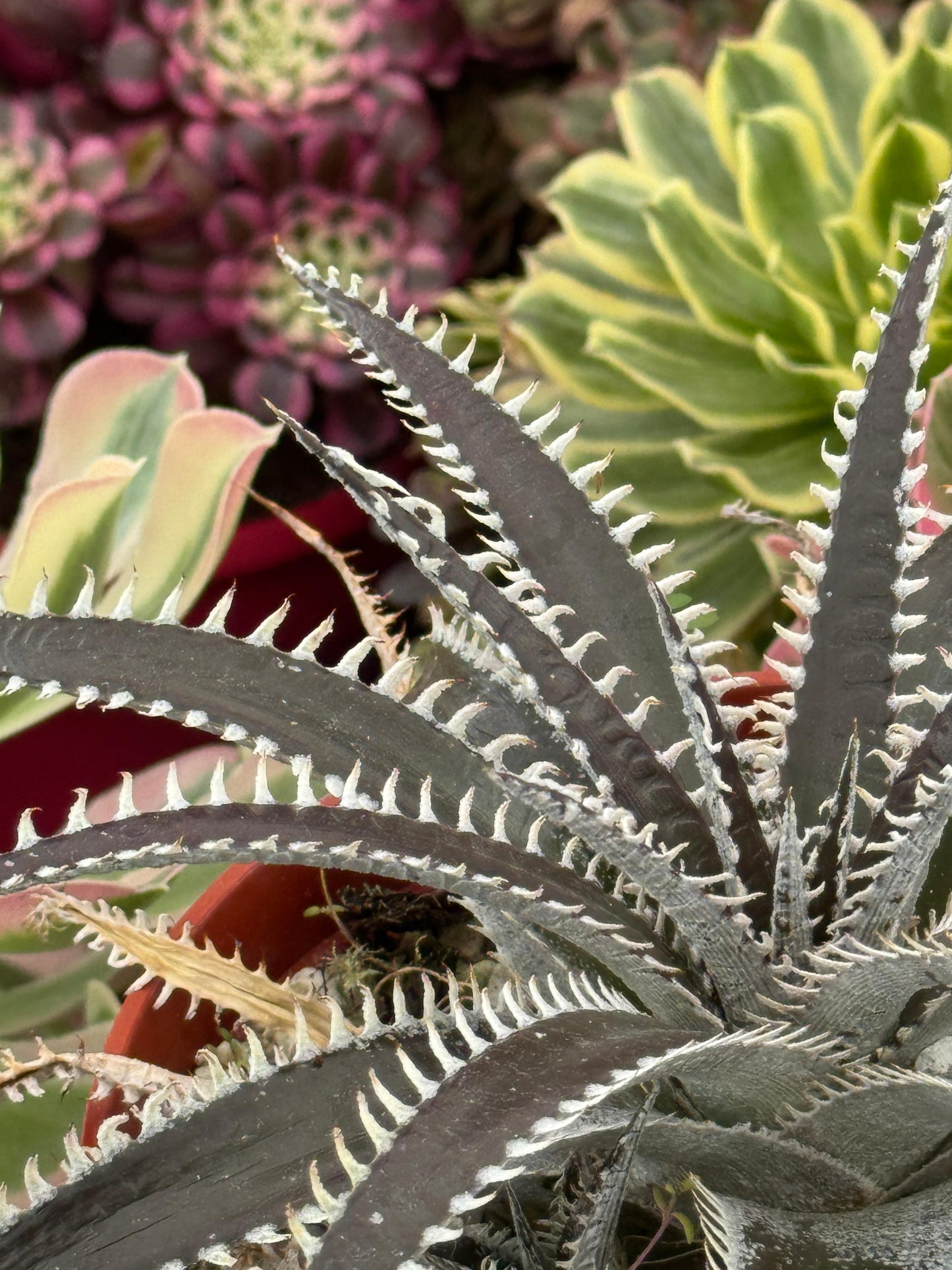 Dyckia ‘Brittle Star’