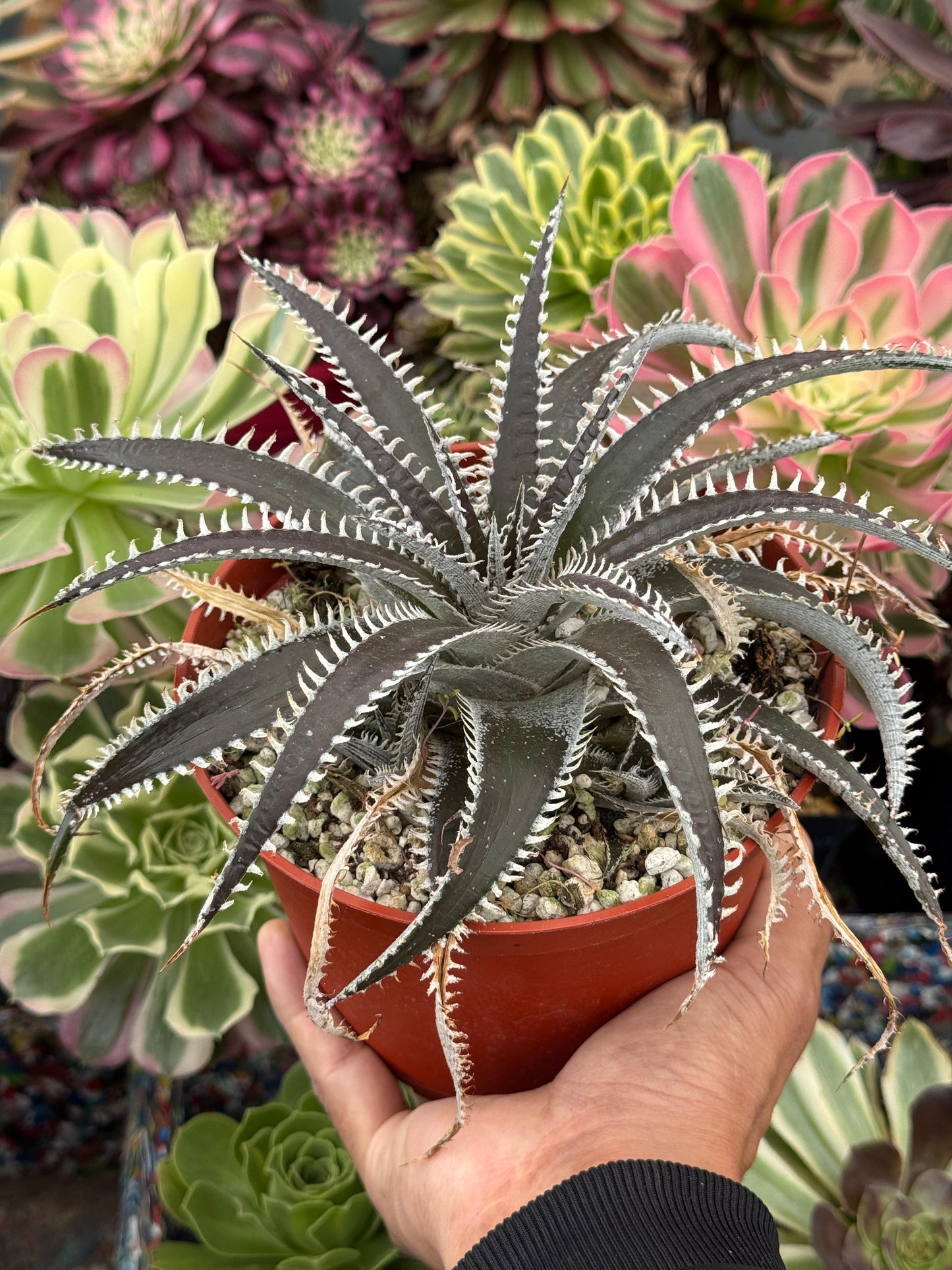 Dyckia ‘Brittle Star’