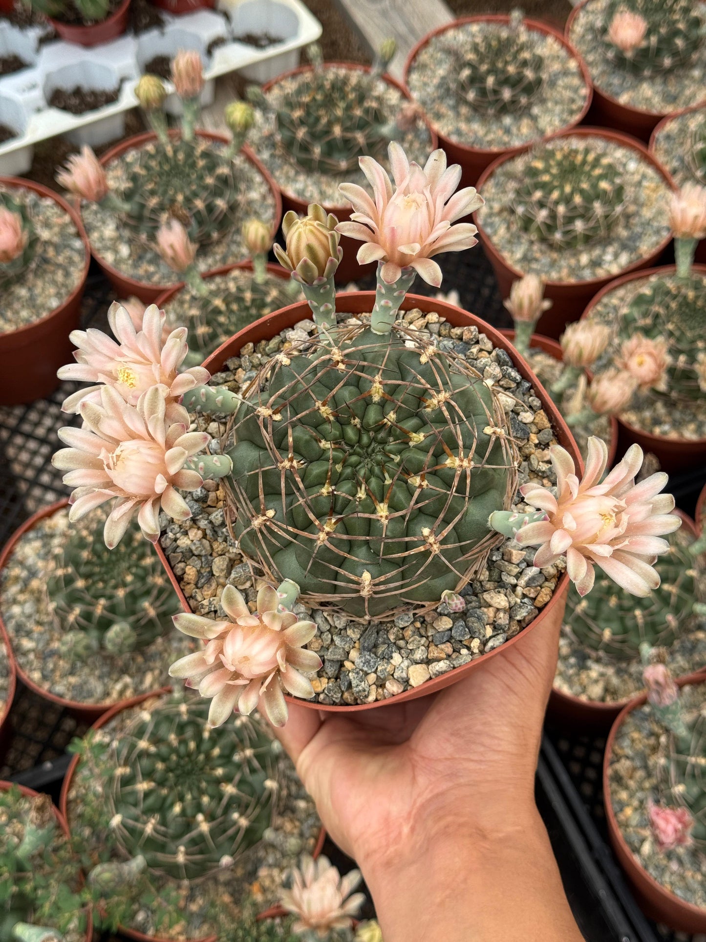 Gymnocalycium schickendantzii