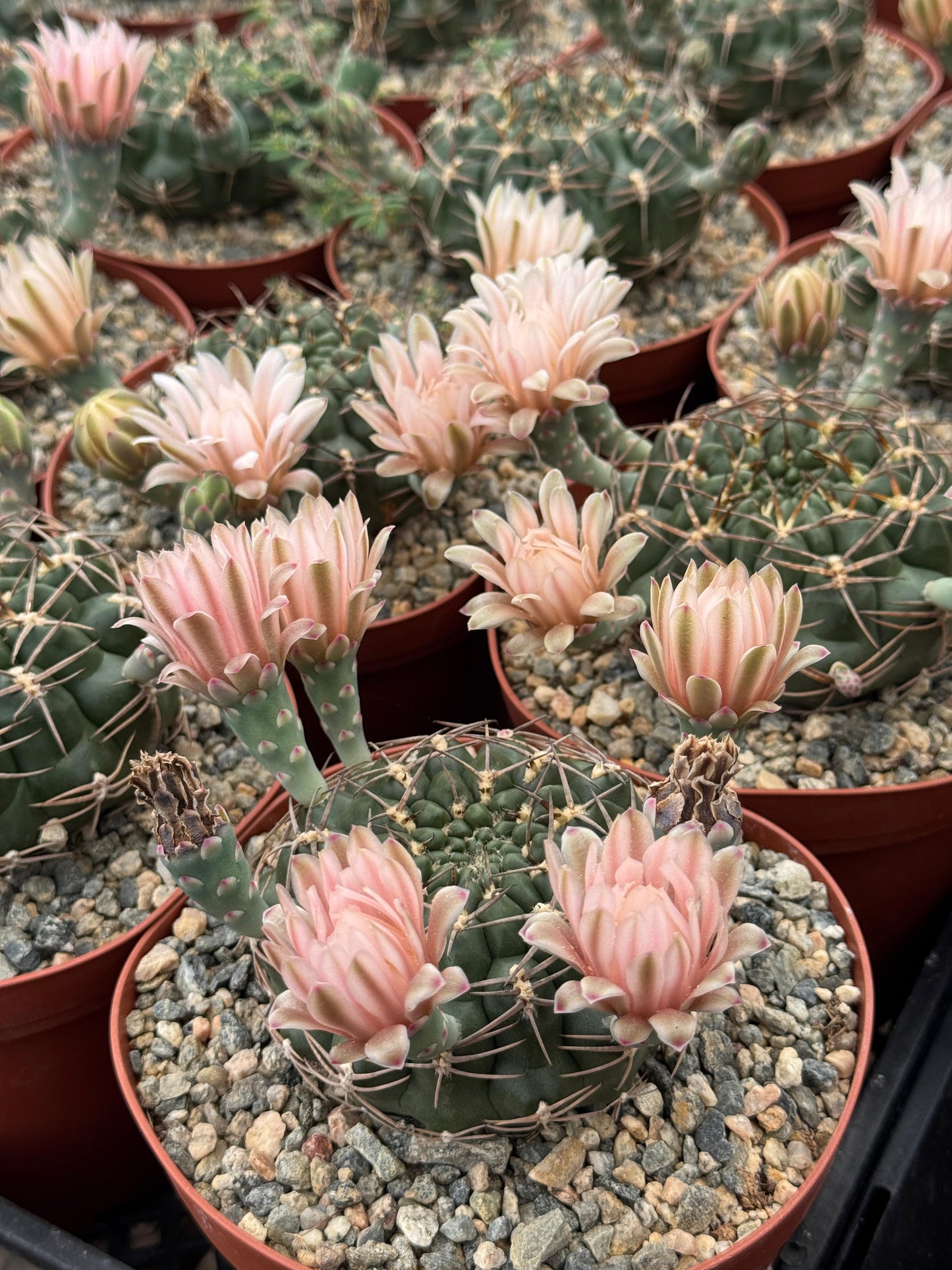 Gymnocalycium schickendantzii