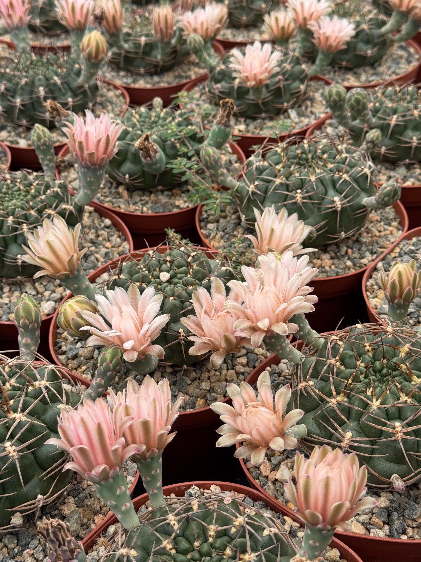 Gymnocalycium schickendantzii