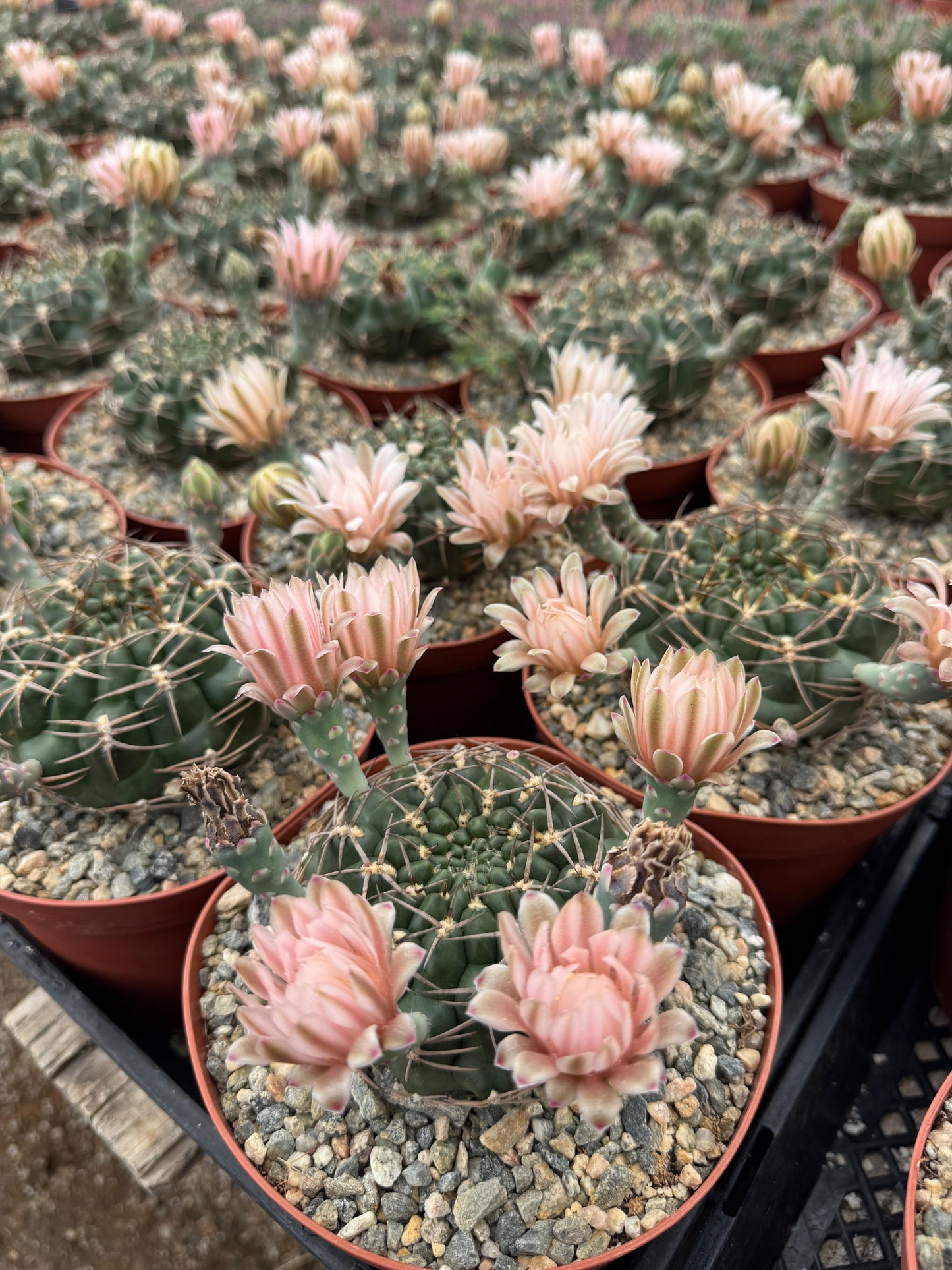 Gymnocalycium schickendantzii