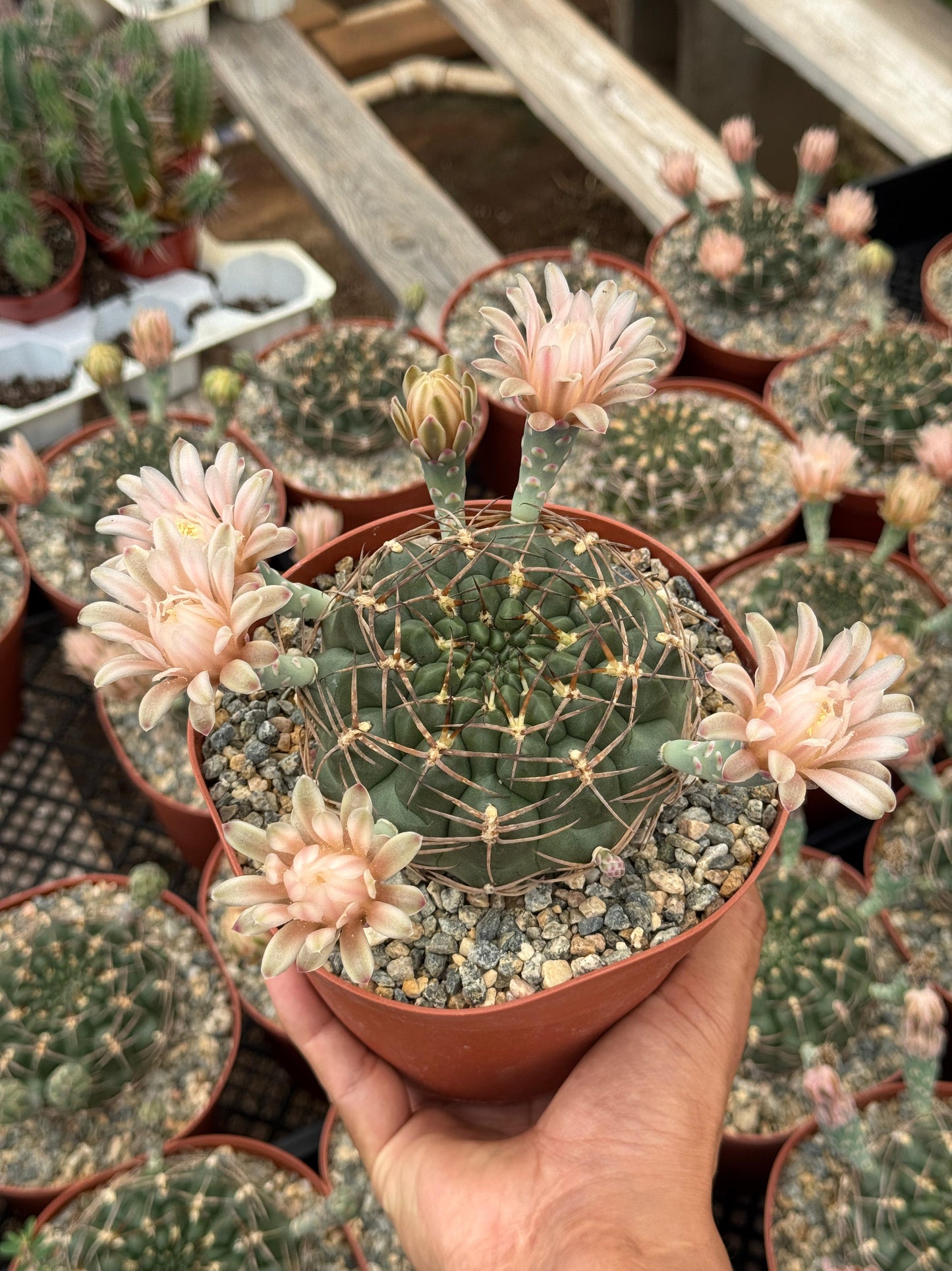 Gymnocalycium schickendantzii