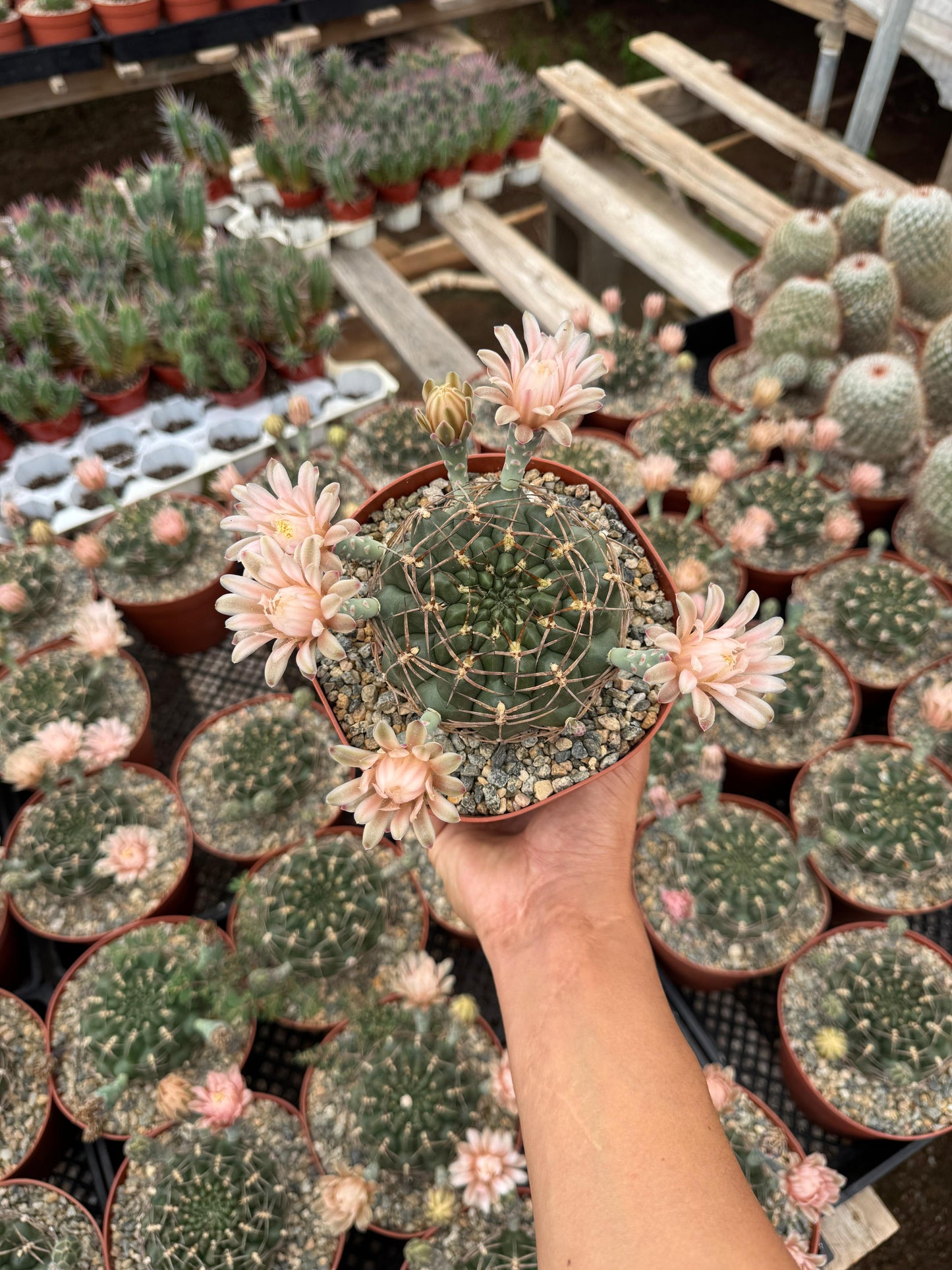 Gymnocalycium schickendantzii