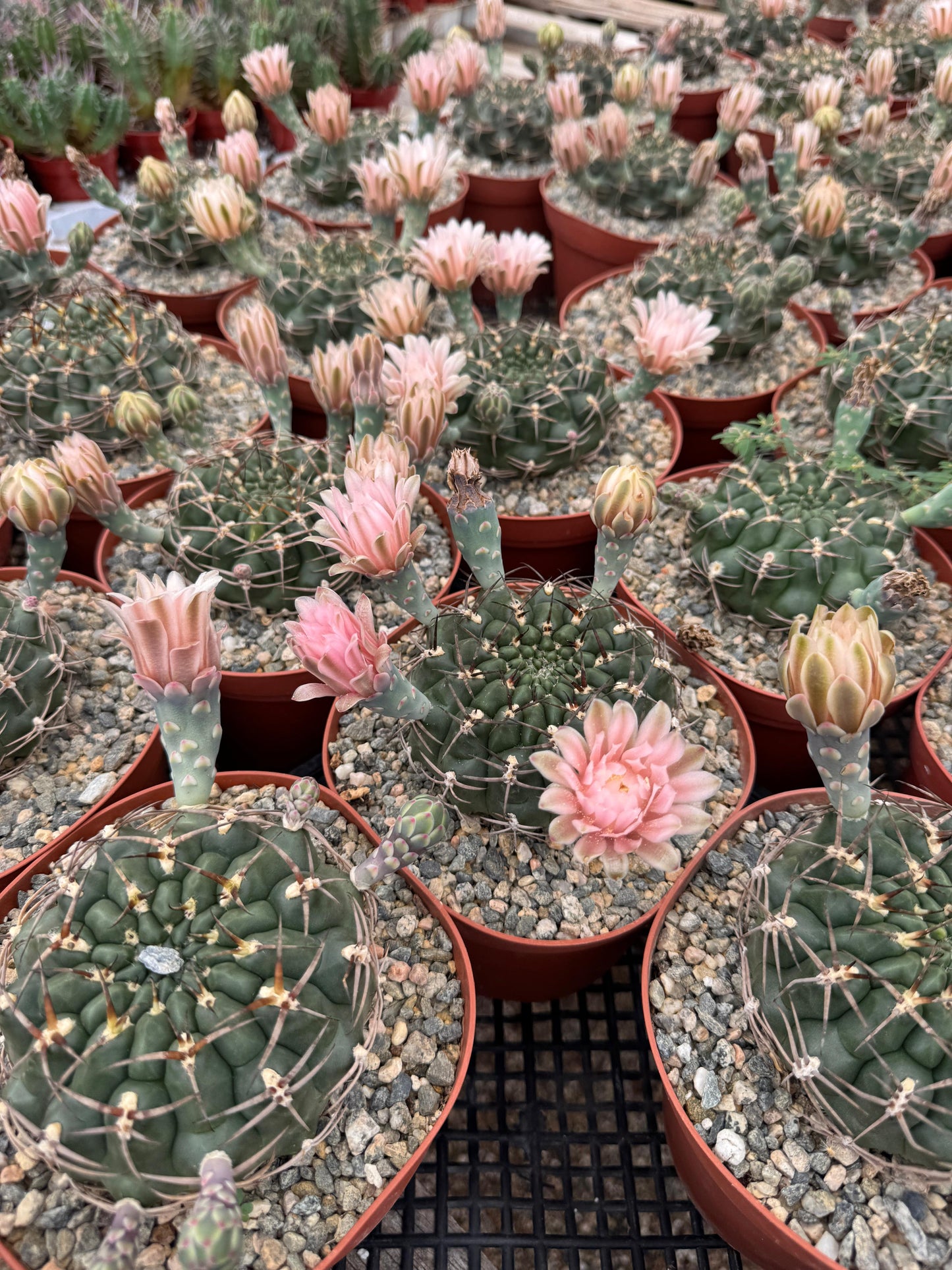 Gymnocalycium schickendantzii