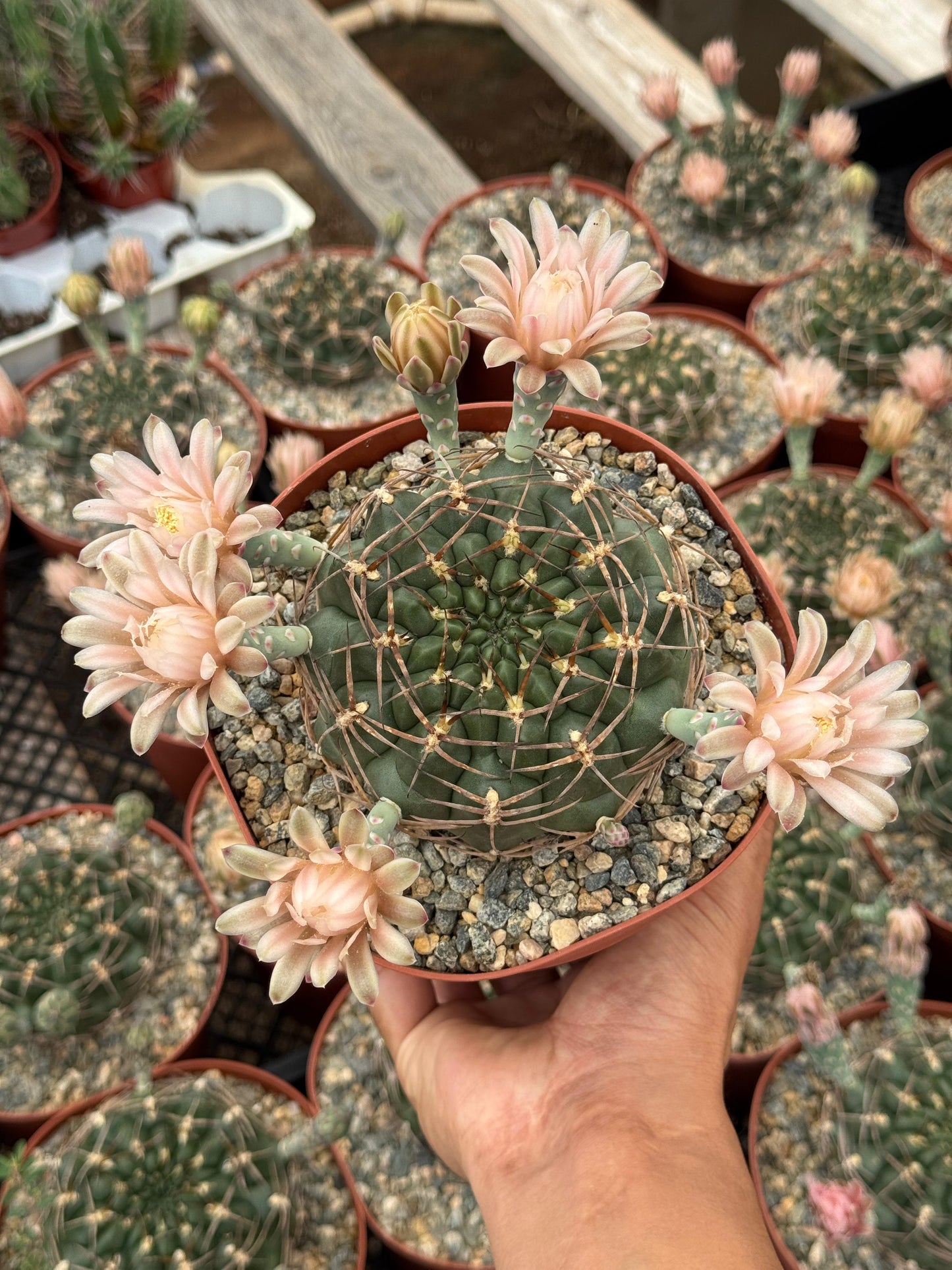 Gymnocalycium schickendantzii