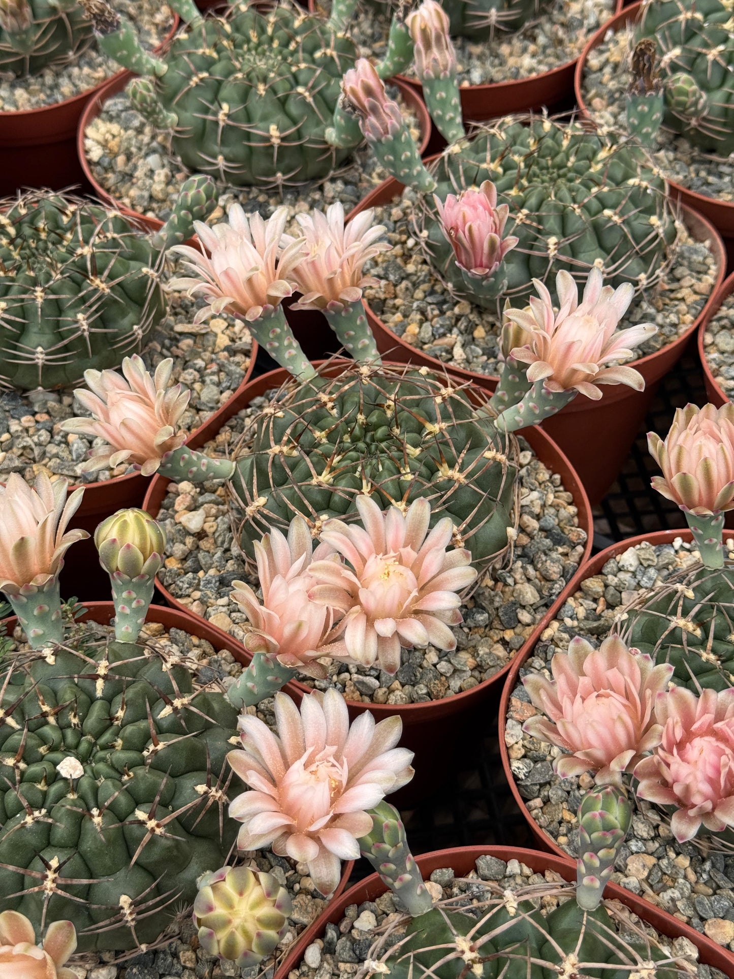 Gymnocalycium schickendantzii