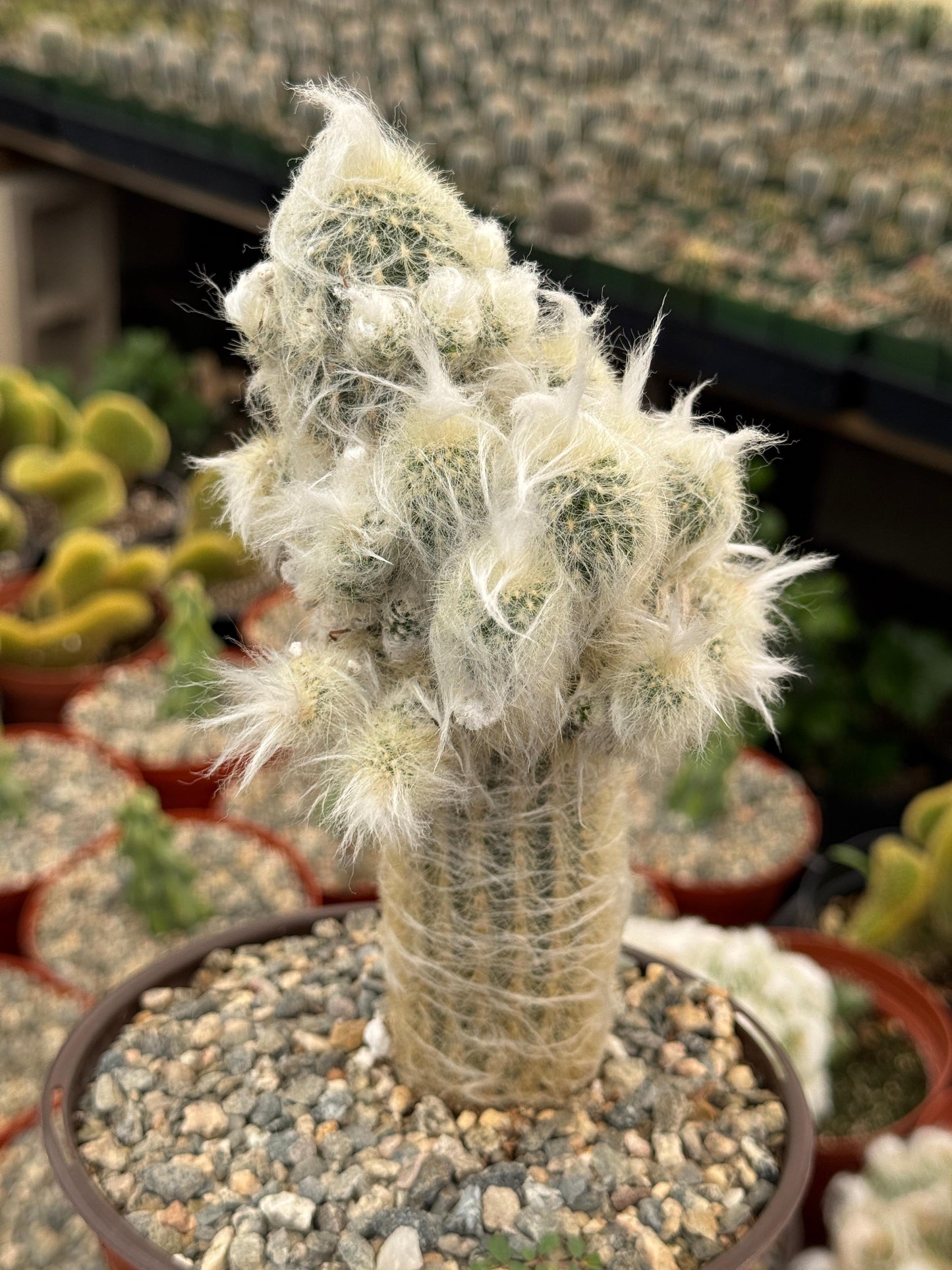 Espostoa melanostele f. Mounstruosa
