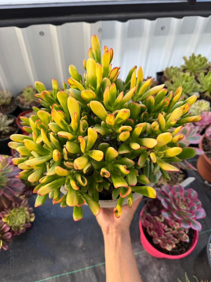 Crassula ovata gollum variegada Jumbo