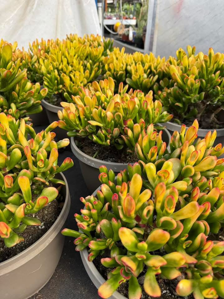 Crassula ovata gollum variegada Jumbo