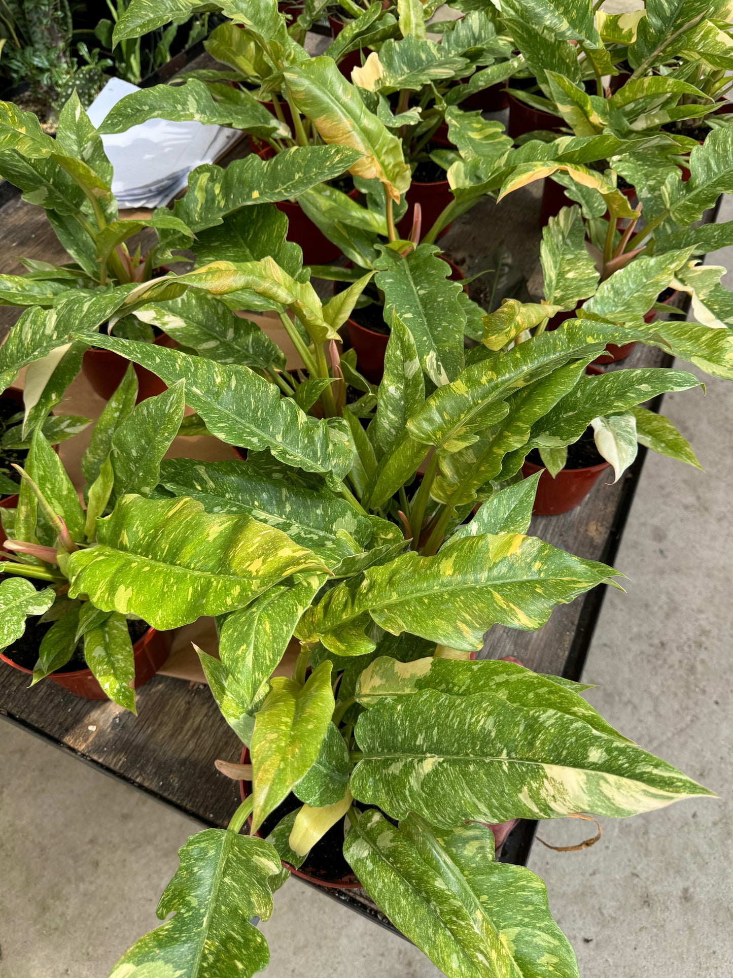Philodendron ring of fire 6"